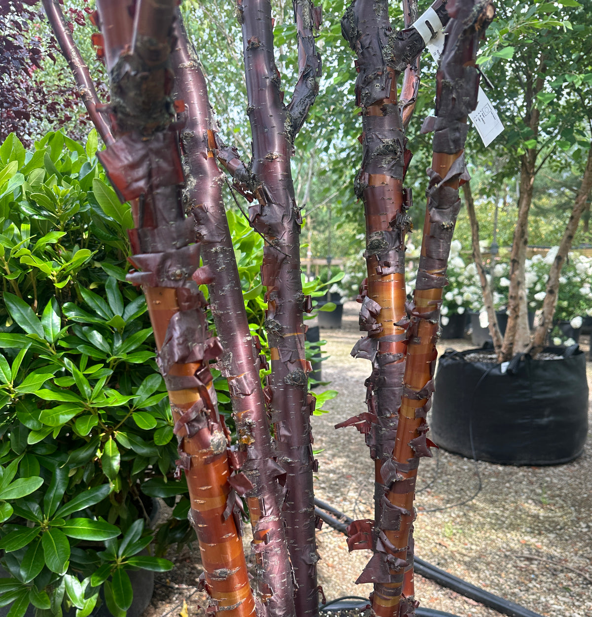 Nærbillede af stammerne på et flerstammet Tibetansk kirsebær - Prunus serrula, der viser den skinnende, mahognirøde bark, som skaller af i papirtynde, vandrette strimler.