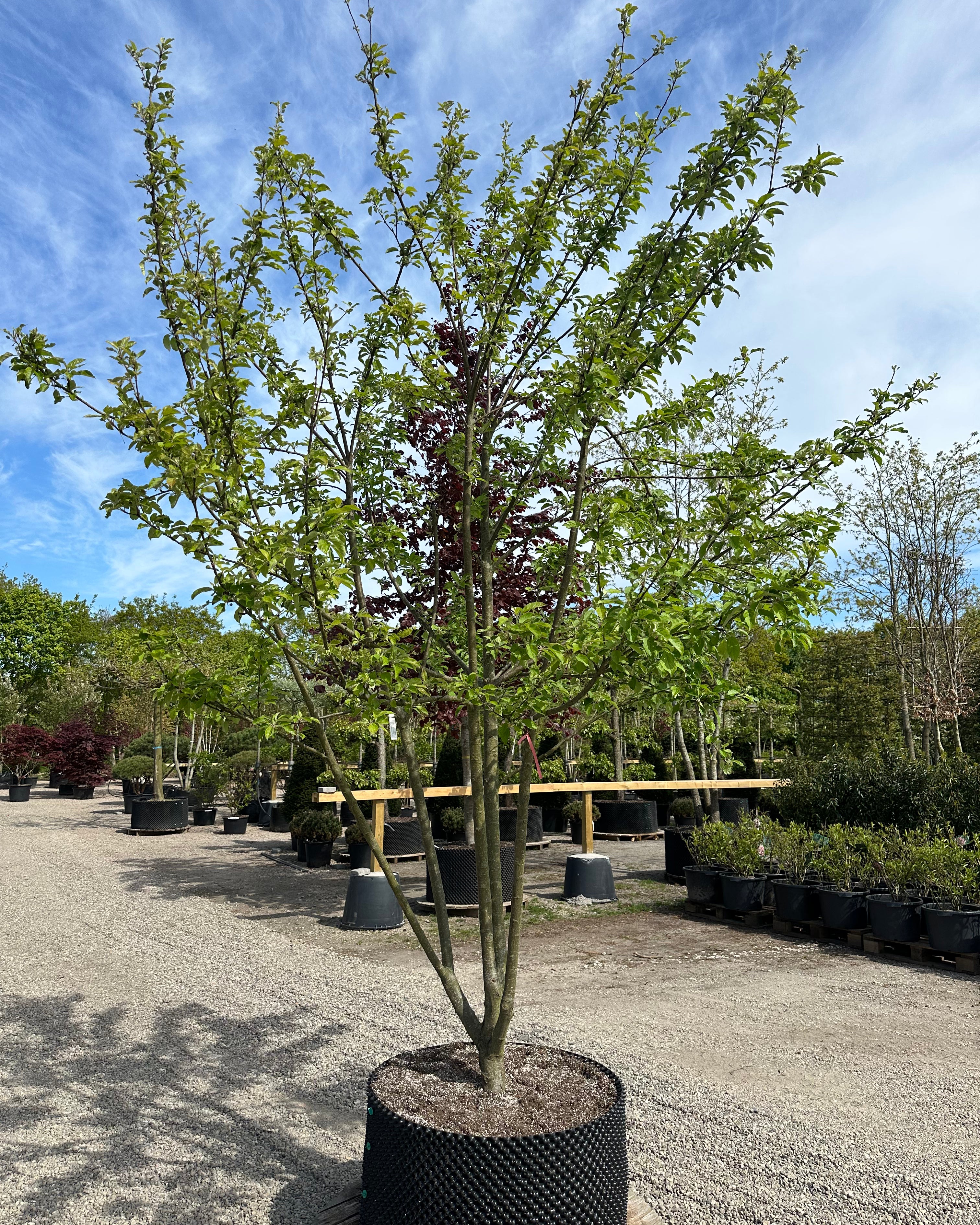 Multistammet æbletræ i sorten Elstar som er lækker saftig, sprødt og kan godt opbevares hvis man har lyst til det.