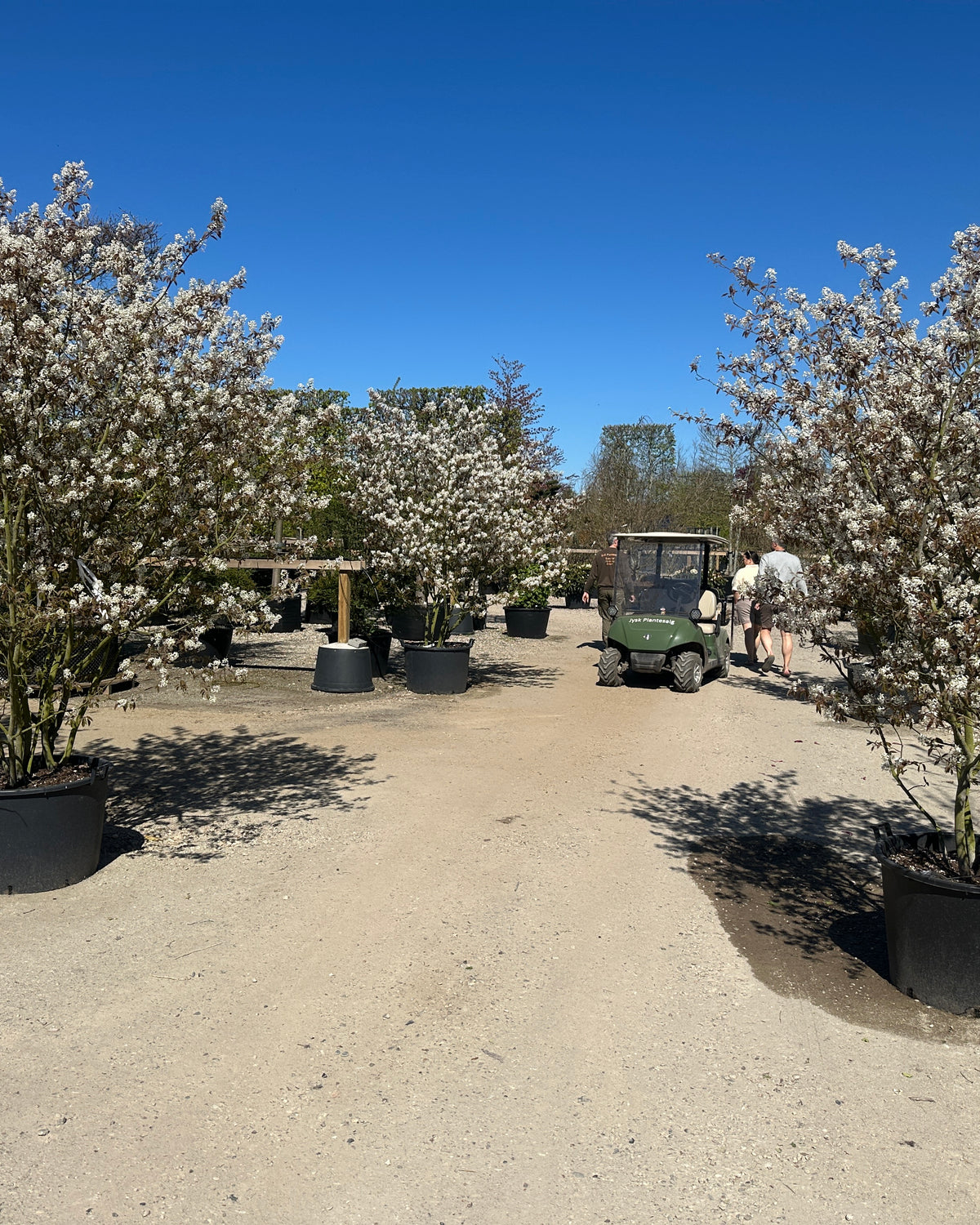 Multistammet bærmispel i fuld forårsblomstring med en sky af kridhvide stjerneformede blomsterklaser på de lette grene