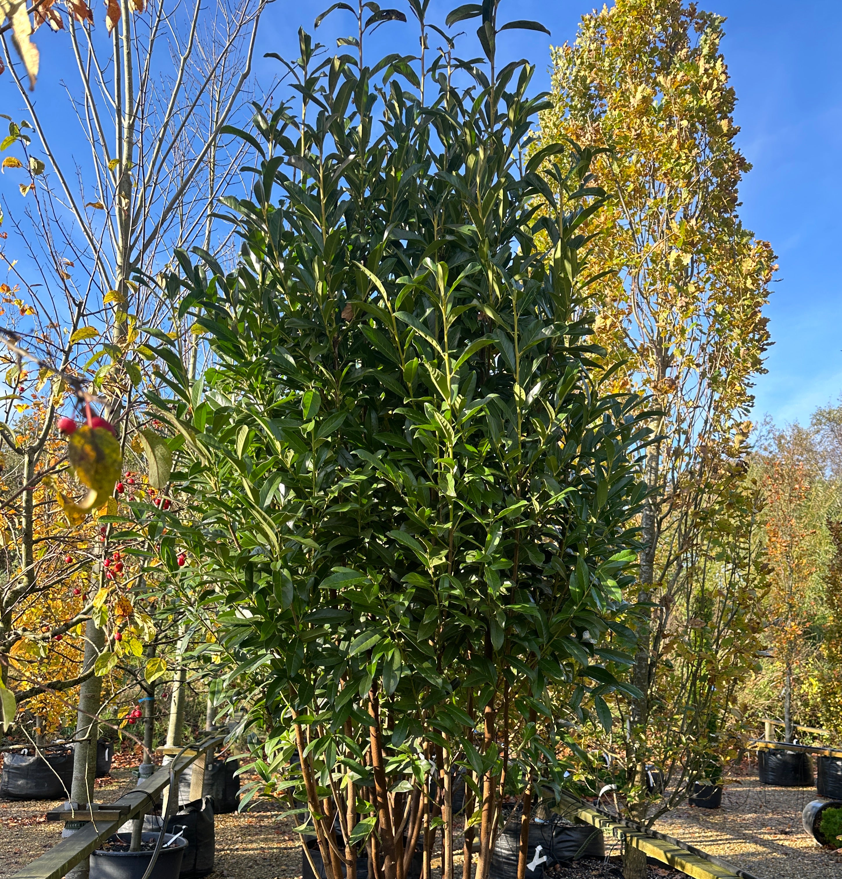 Stor og kraftig stedsegrøn multistammede kirsebærlaurbær ´Genolia´