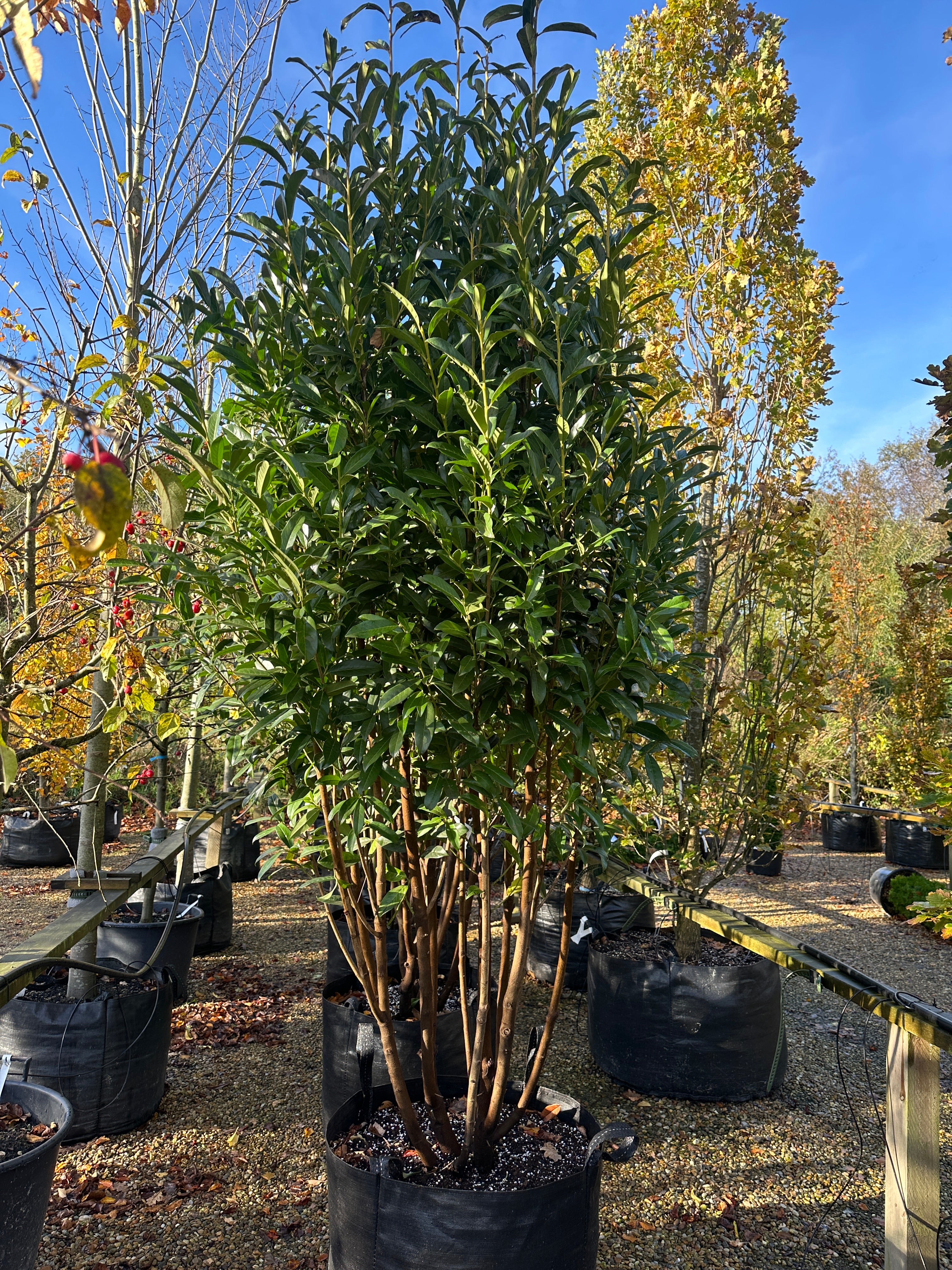 Stor og kraftig stedsegrøn multistammede kirsebærlaurbær ´Genolia´