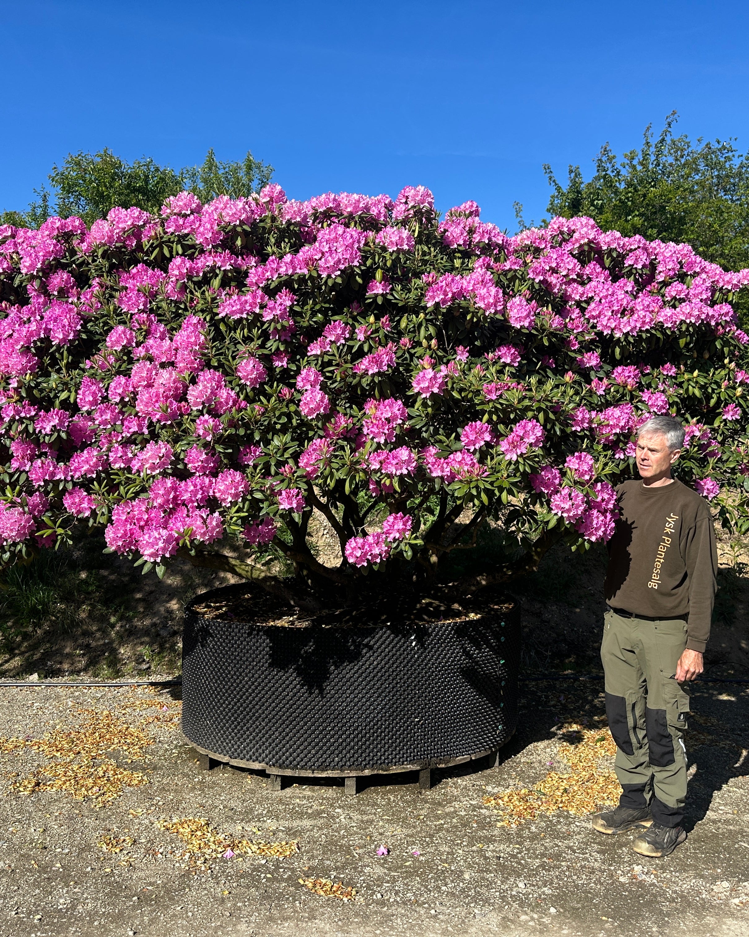 Multistammet rhododendron Roseum Elegans med flere rå og blottede stammer i bunden og en bred grøn krone i fuld lilla blomstring