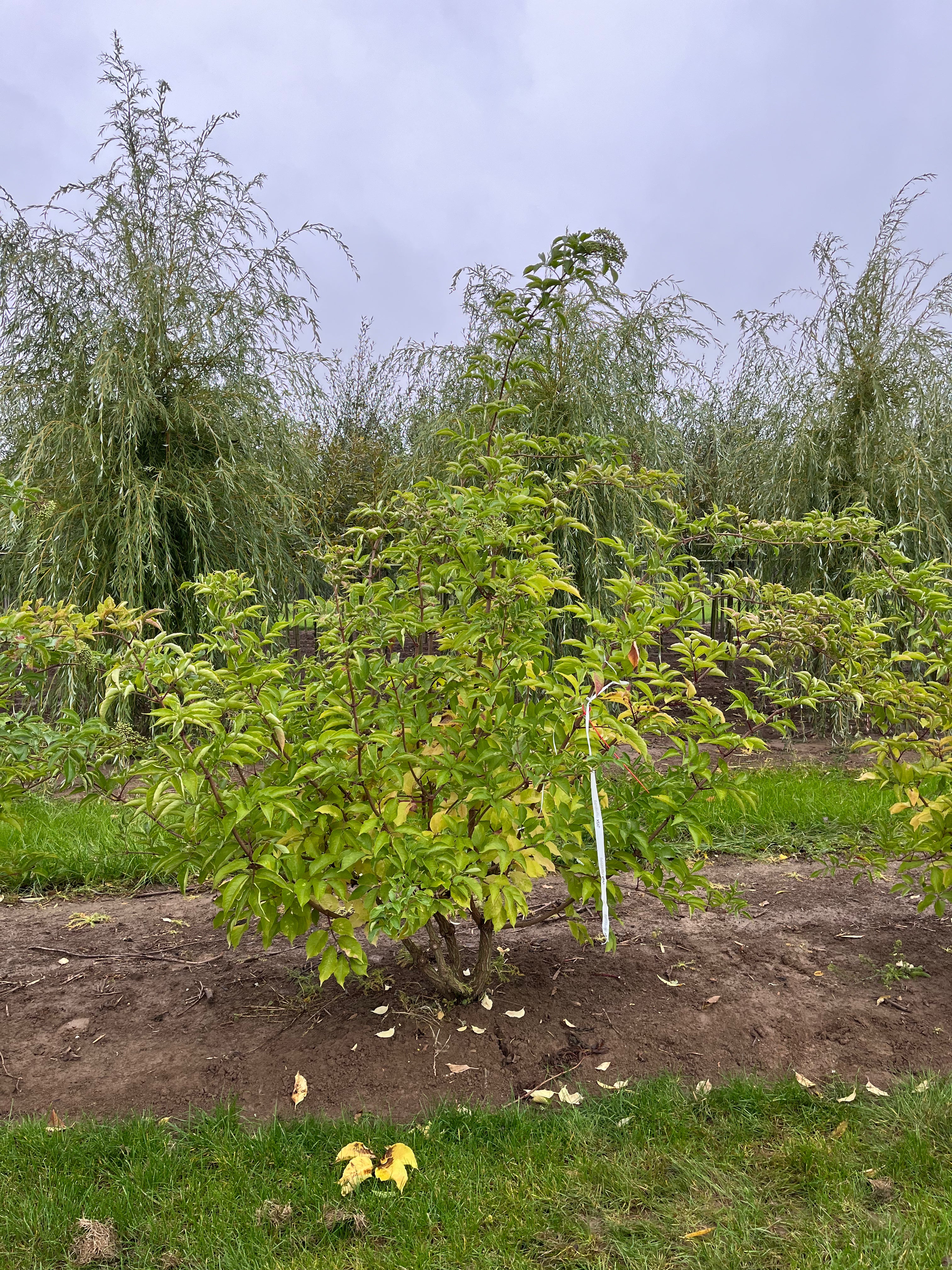 Flotte skulpturelle hyld, med blomstring i foråret og derefter kommer bærrene i det tidlige efterår.
