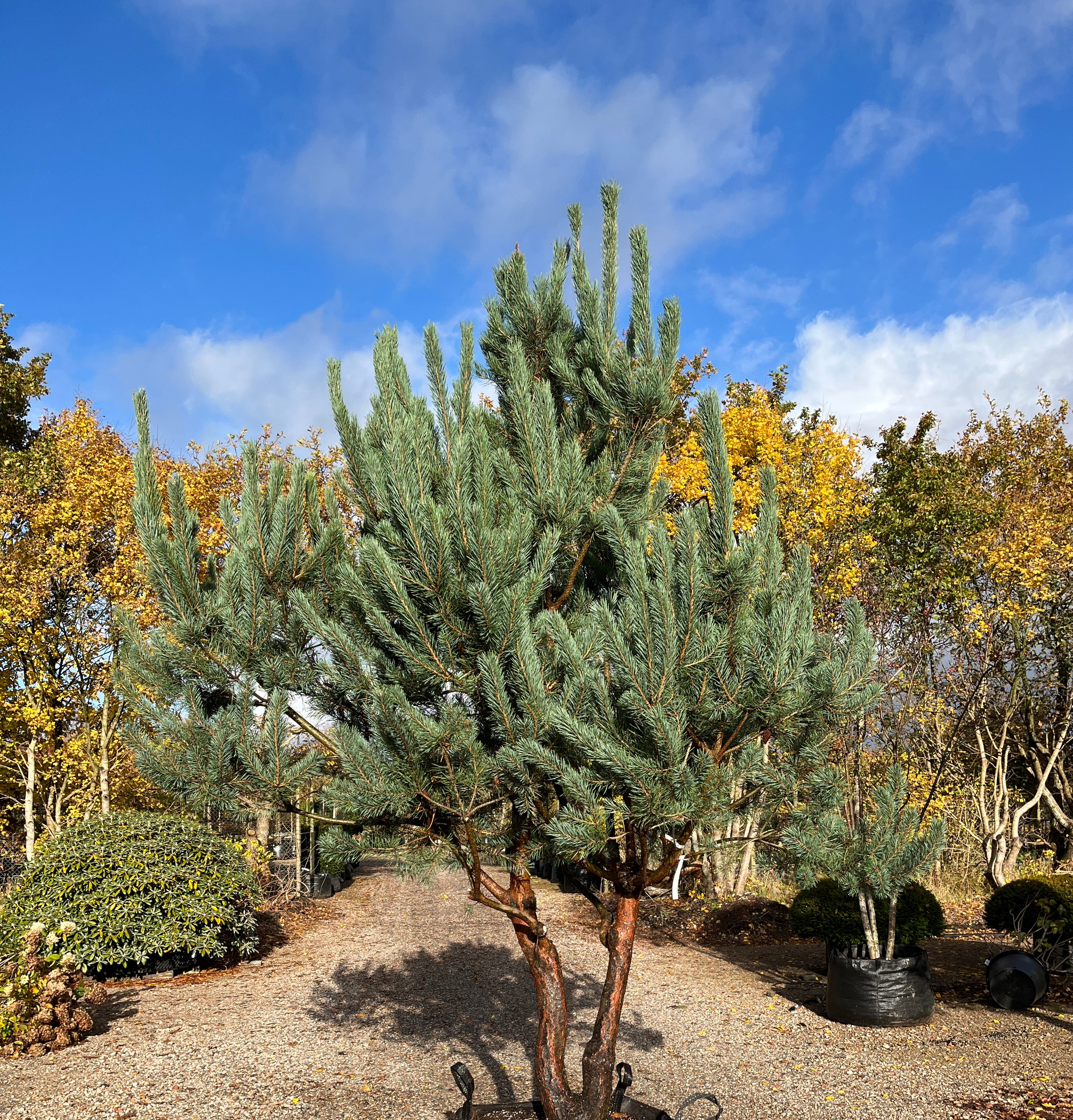Skovfyr, Pinus sylvestris, skulpturelle stammer i deres flotte rødbrune barkfarve.