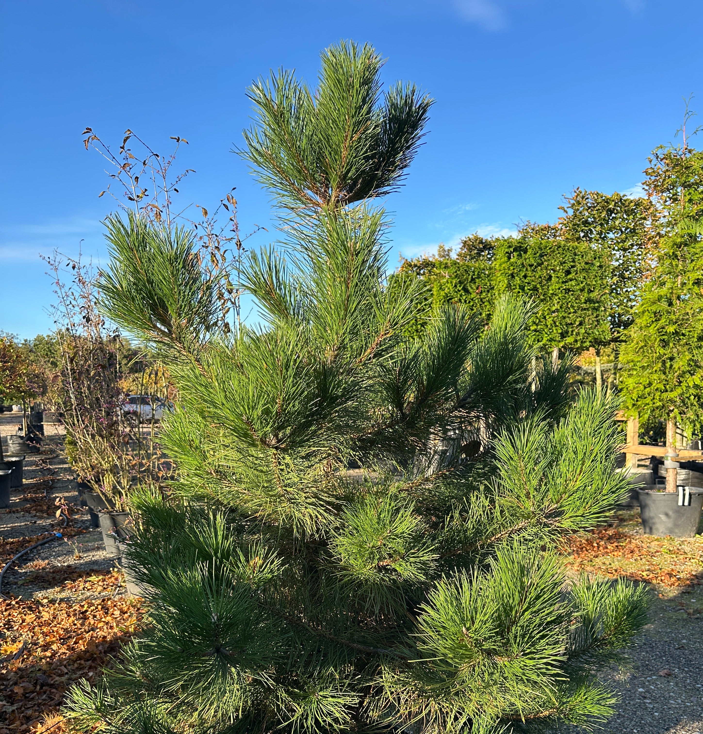 Busket Østrigsk fyr, Pinus nigra nigra