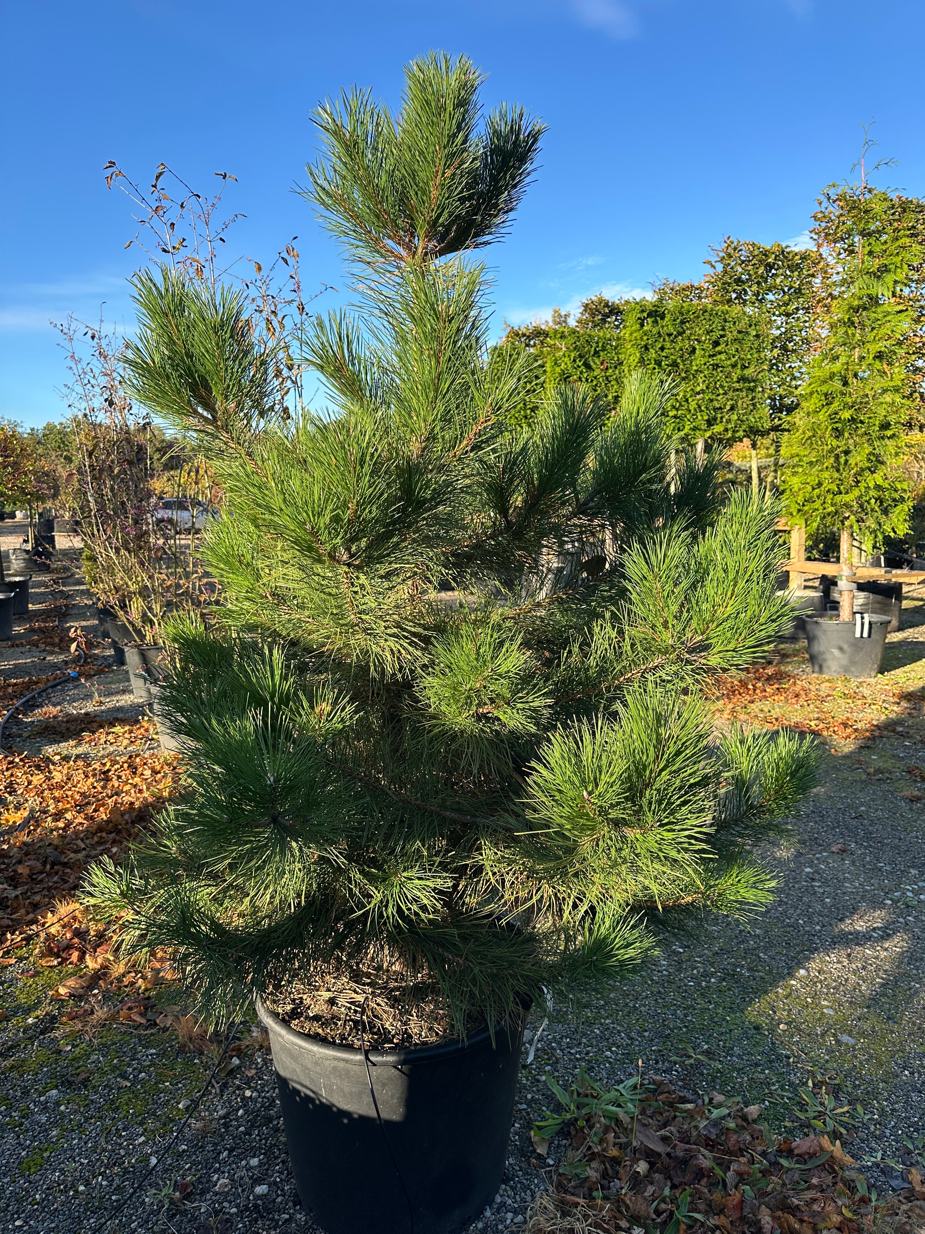 Busket Østrigsk fyr, Pinus nigra nigra