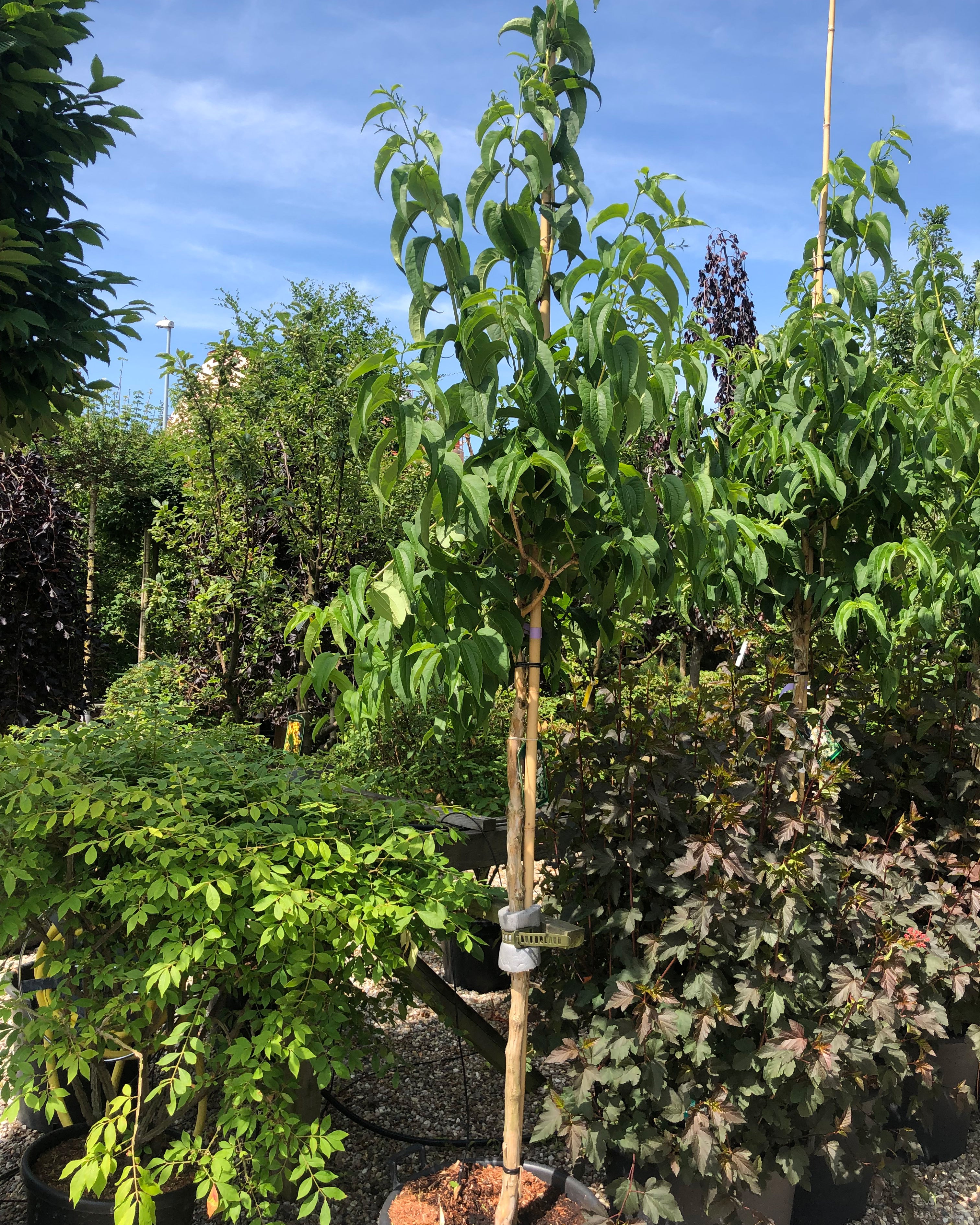 Heptacodium miconioides, Himlens syv sønner, Stammeomkreds 12-14-16 cm, Stamme Højde 160 cm, Total Højde 300-325 cm, Opstammet