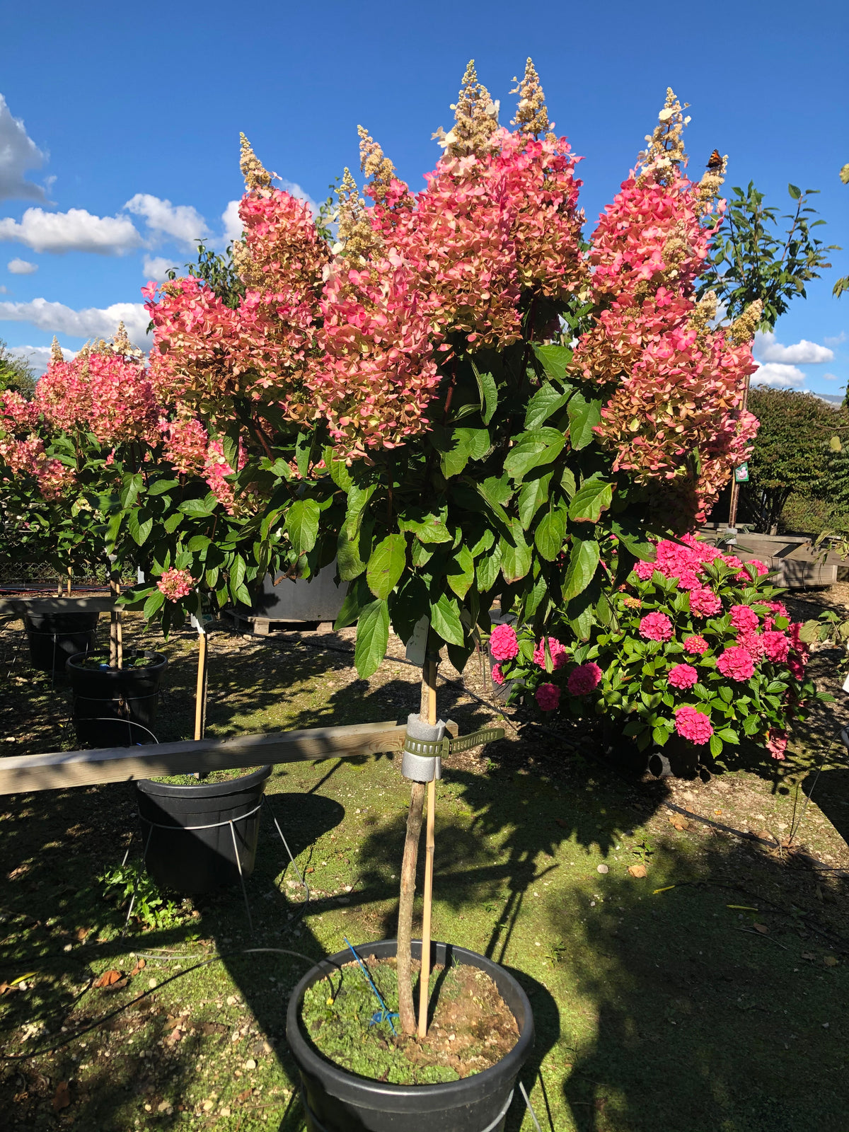 Opstammet syrenhortensia Pinky Winky med en bar stamme og en rund krone fyldt med tofarvede, hvide og mørkerosa blomsterklaser.