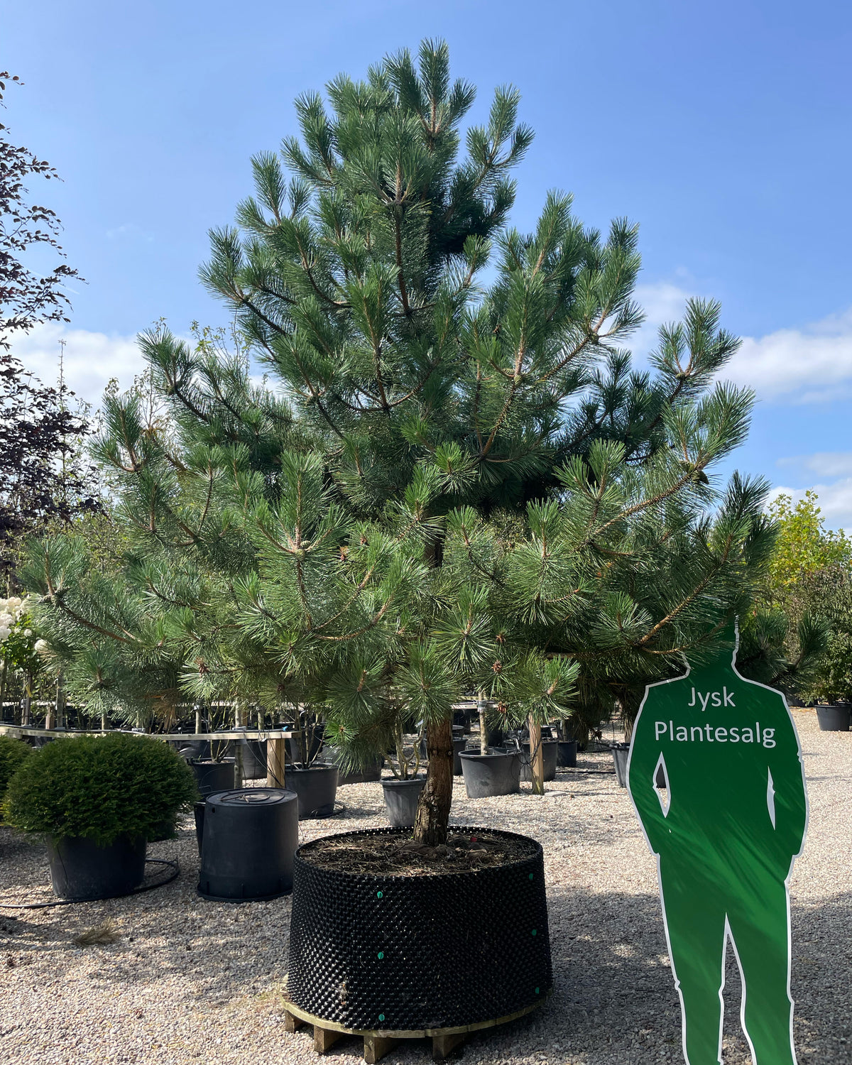 Opstammet Pinus nigra nigra østrigsk fyr, som viser sin enlige hovedstamme og den fyldige, runde krone af lange mørkegrønne nåle.
