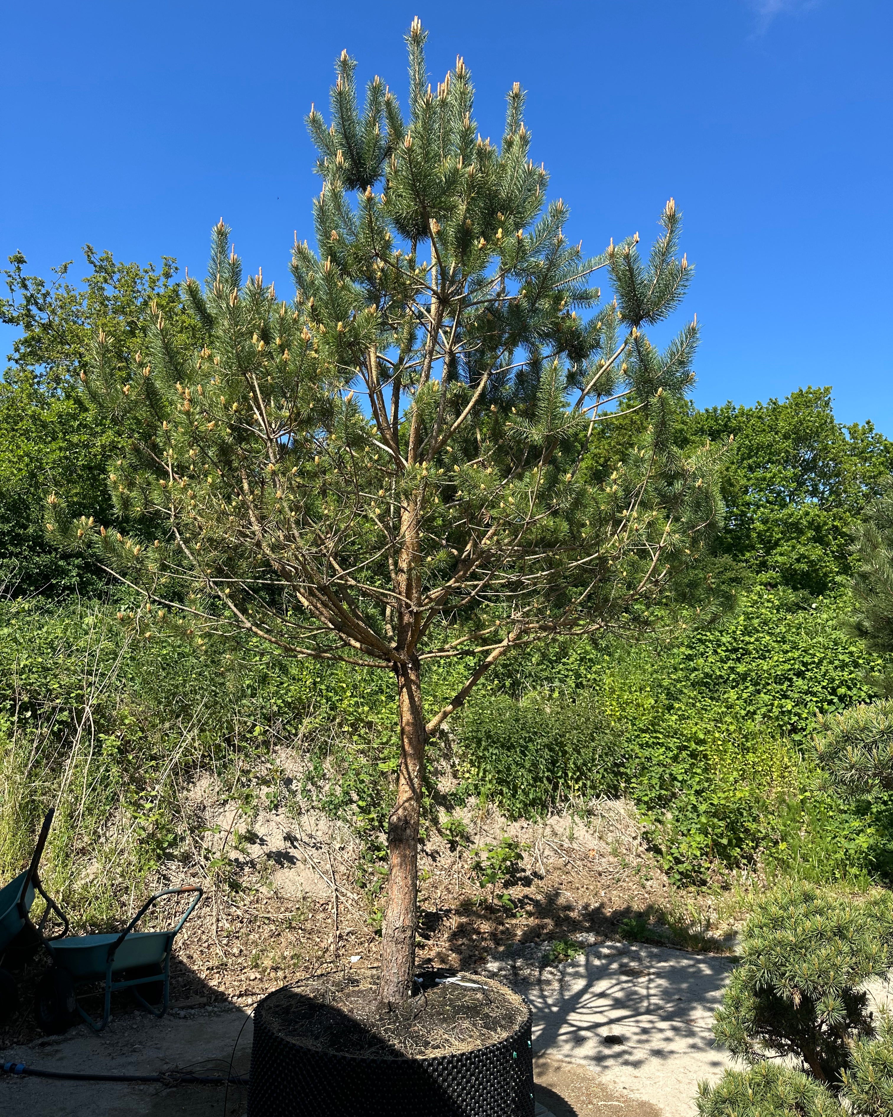 Multistammet Pinus sylvestris skovfyr med små nydannede kogler i den grønne nålekrone.
