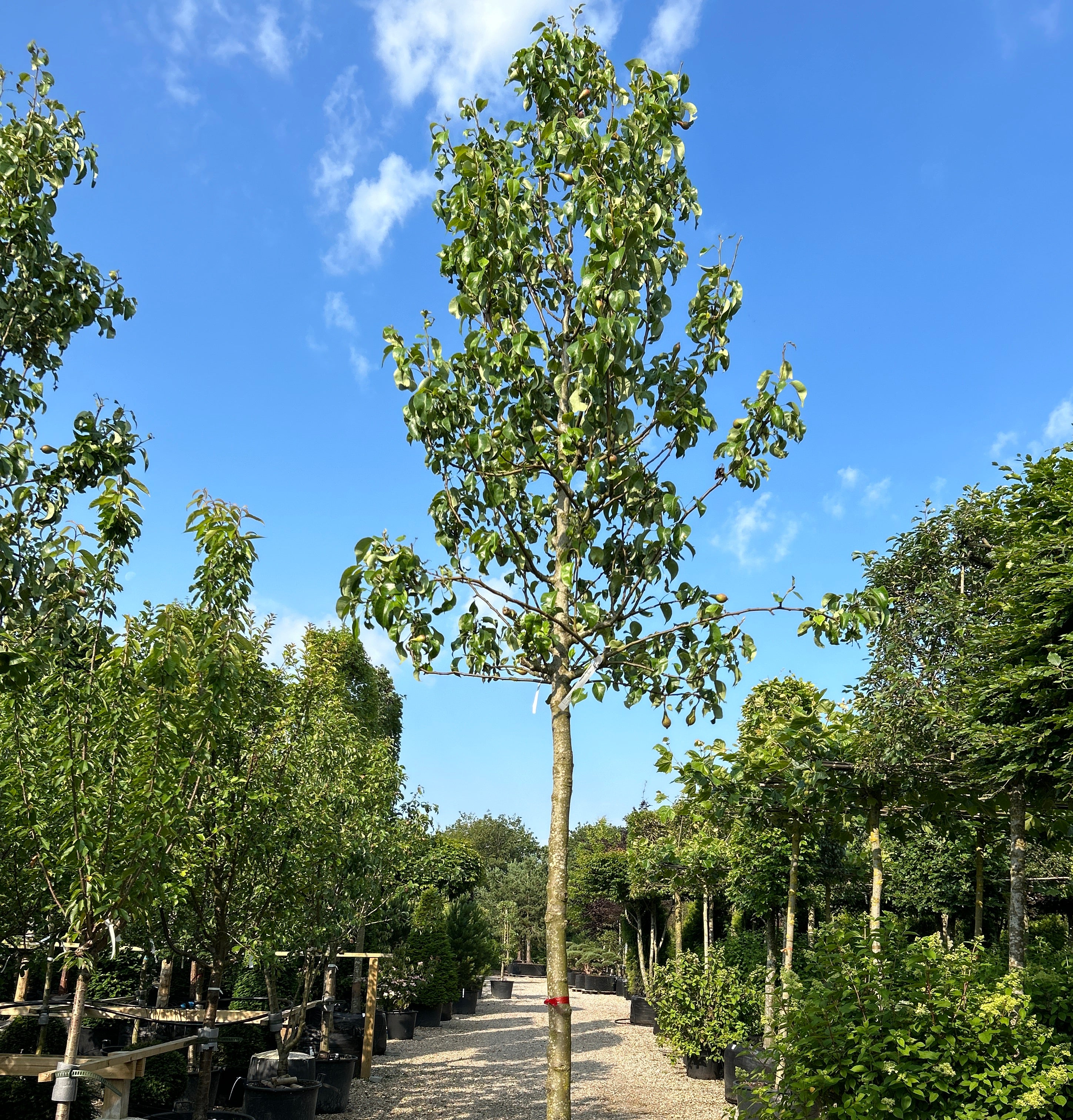 Opstammet, sent moden pære, Saftig velsmagende spisepære. der kan opbevares og spises hen over vinteren.