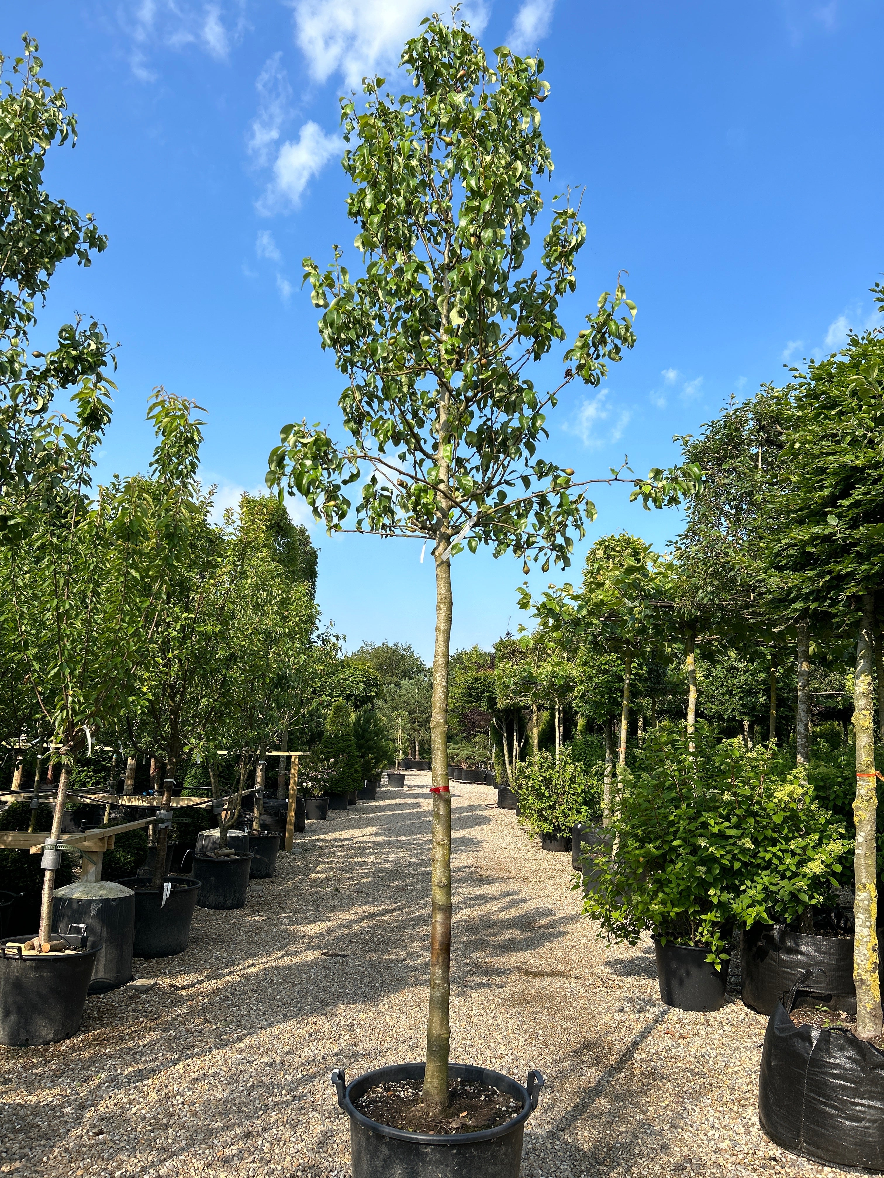 Opstammet, sent moden pære, Saftig velsmagende spisepære. der kan opbevares og spises hen over vinteren.