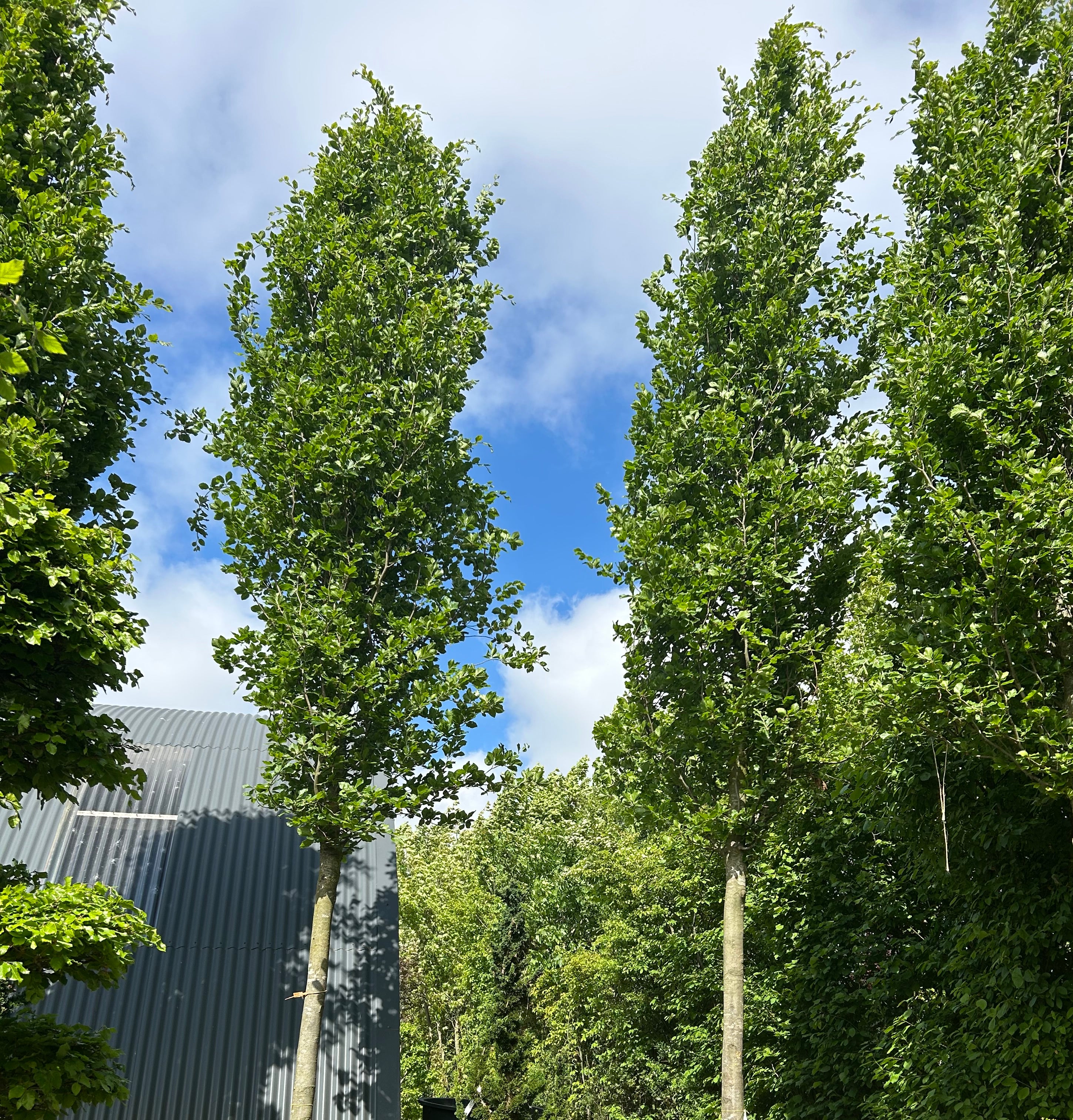 Opstammet Søjlebøg, Fagus sylvatica Dawyck, flot kraftig stamme med god fyldig krone.