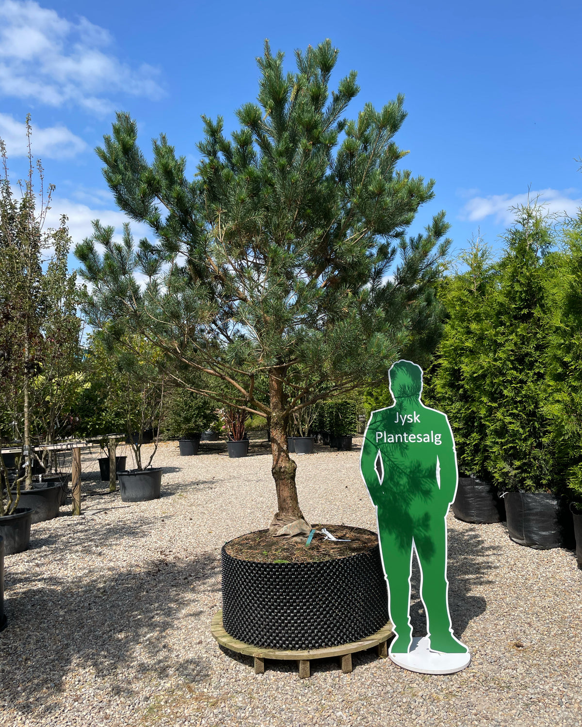 Opstammet stedsegrøn Pinus sylvestris skovfyr, som står flot og uforandret med sine blågrønne nåle.