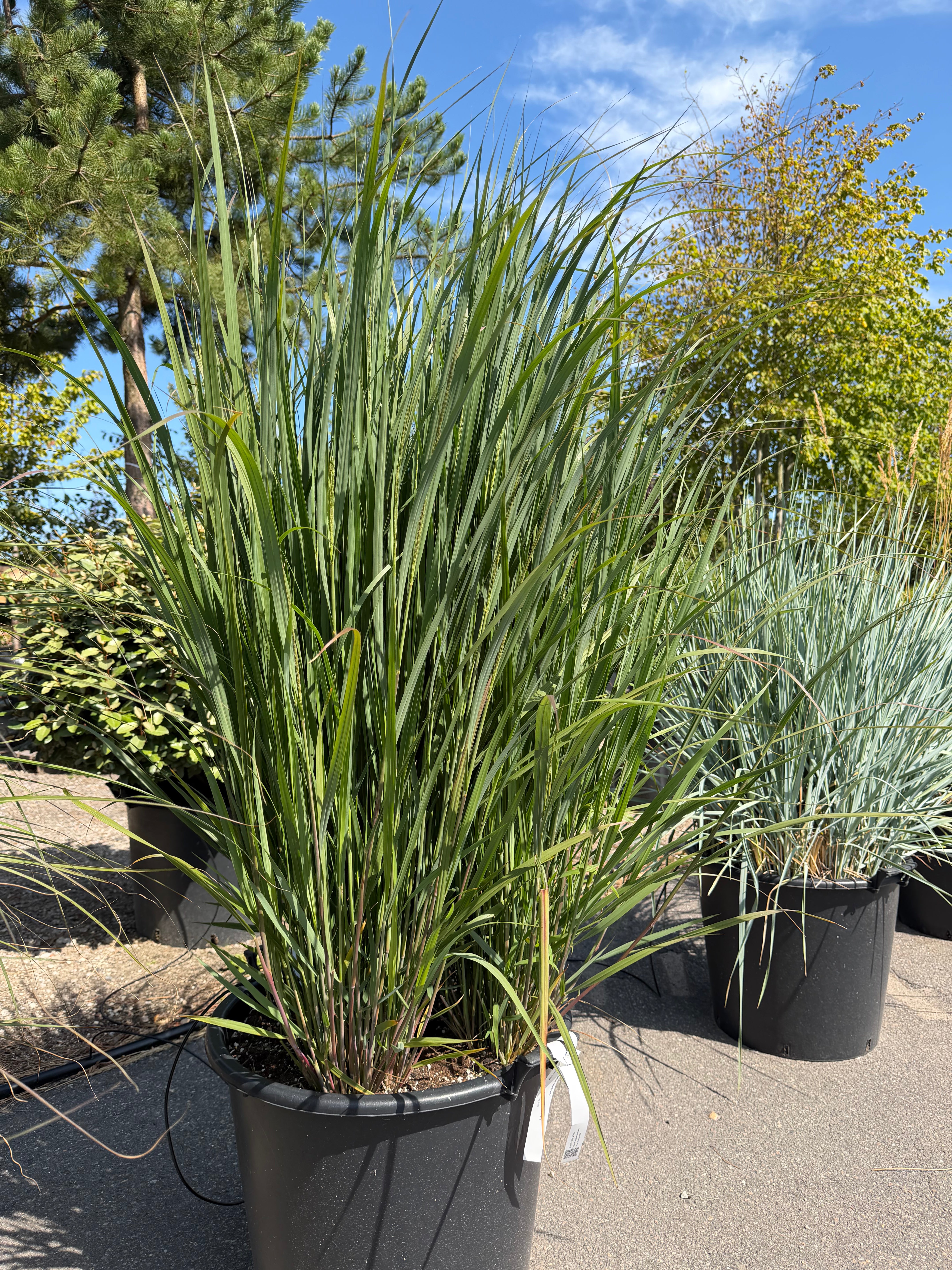 Rishirse 'Northwind', Panicum virgatum, en prydgræs med en markant opret, søjleformet vækst og stive, blågrønne strå.