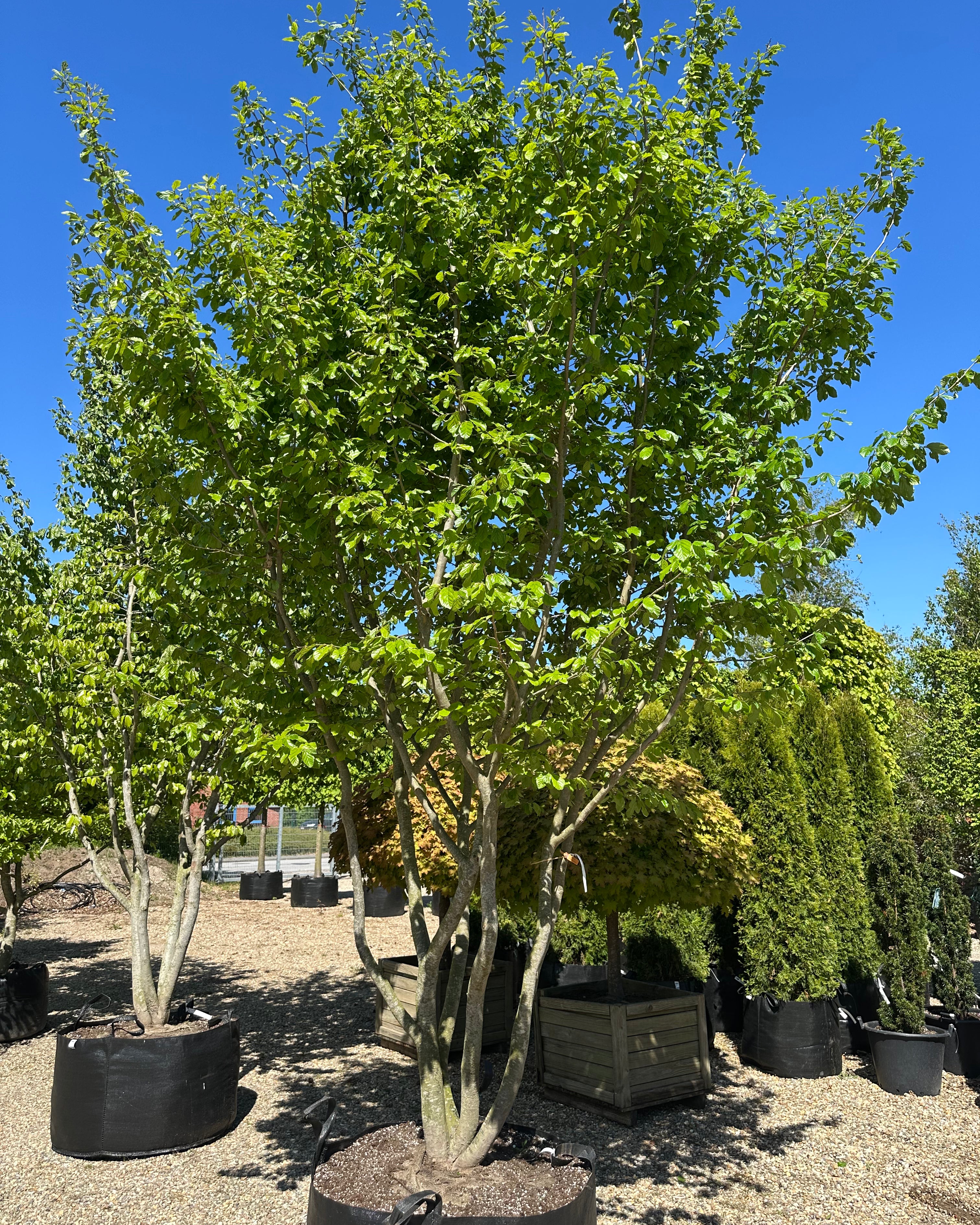 Flerstammet Parrotia persica papegøjetræ med en tæt, bred krone af mørkegrønne sommerblade.