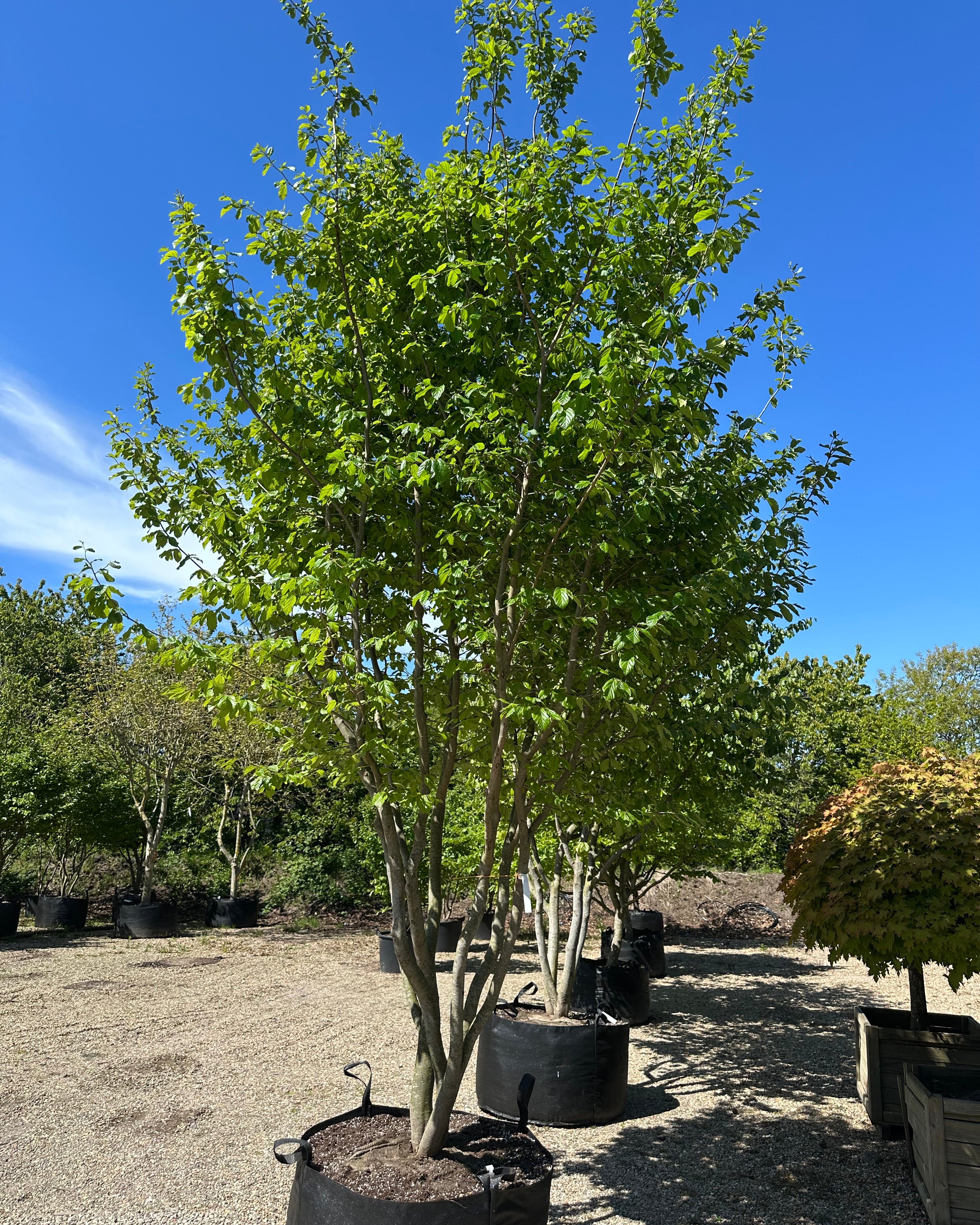 Flerstammet Parrotia persica papegøjetræ med en tæt, bred krone af mørkegrønne sommerblade.