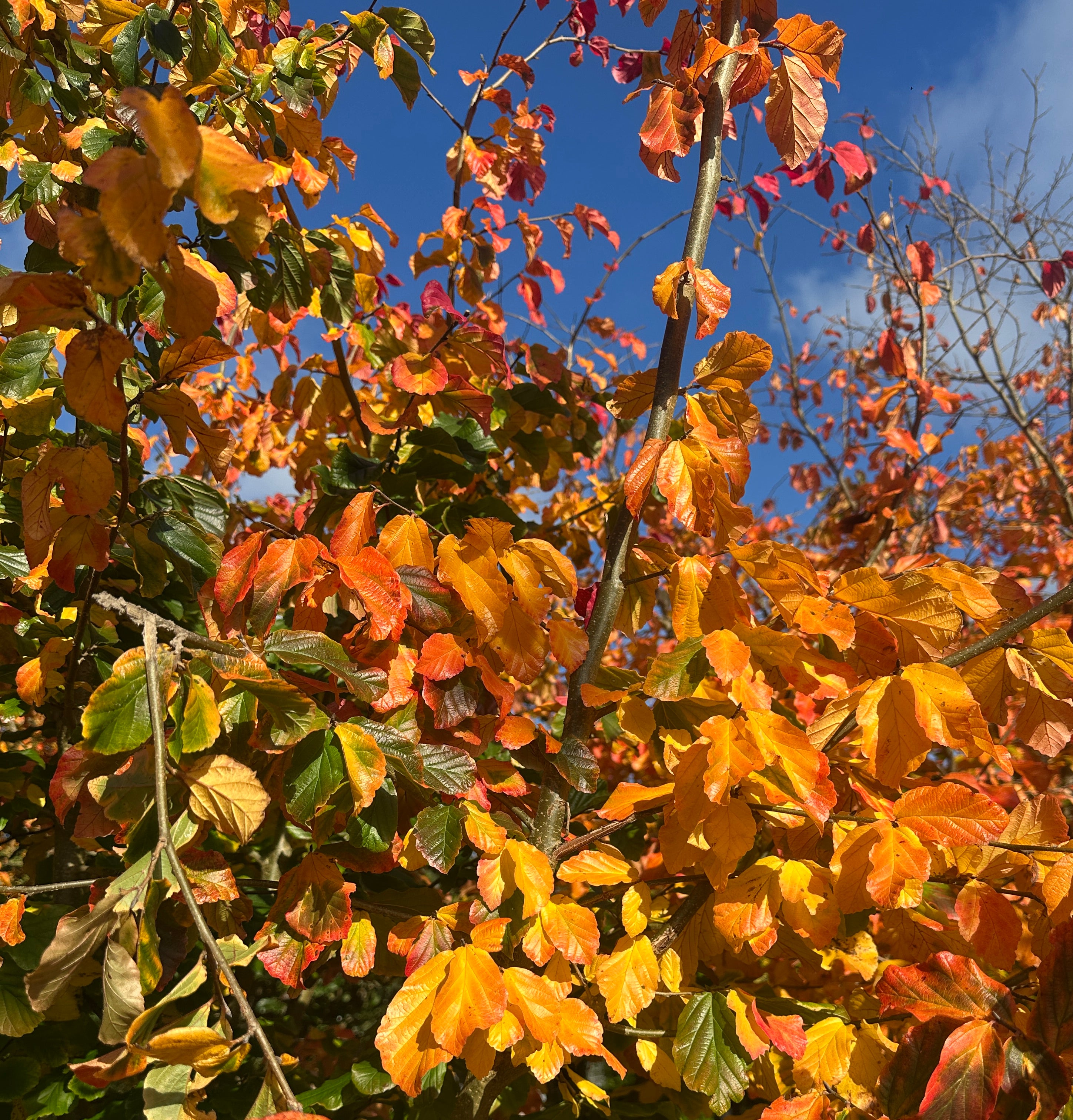 farvestrålende og holdbare rød-orange efterårsnuancer på et flerstammet Parrotia persica.