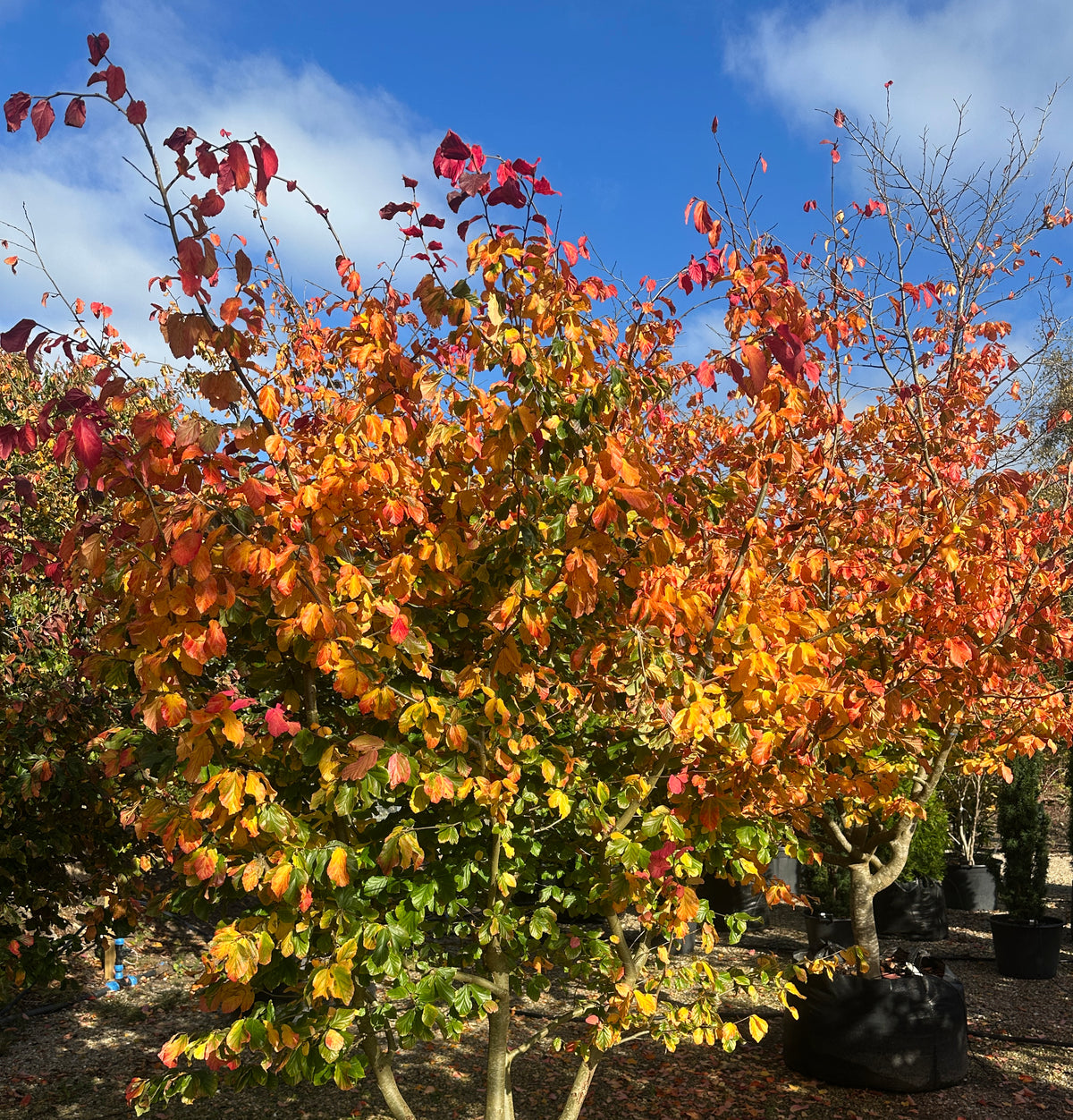 farvestrålende og holdbare rød-orange efterårsnuancer på et flerstammet Parrotia persica.