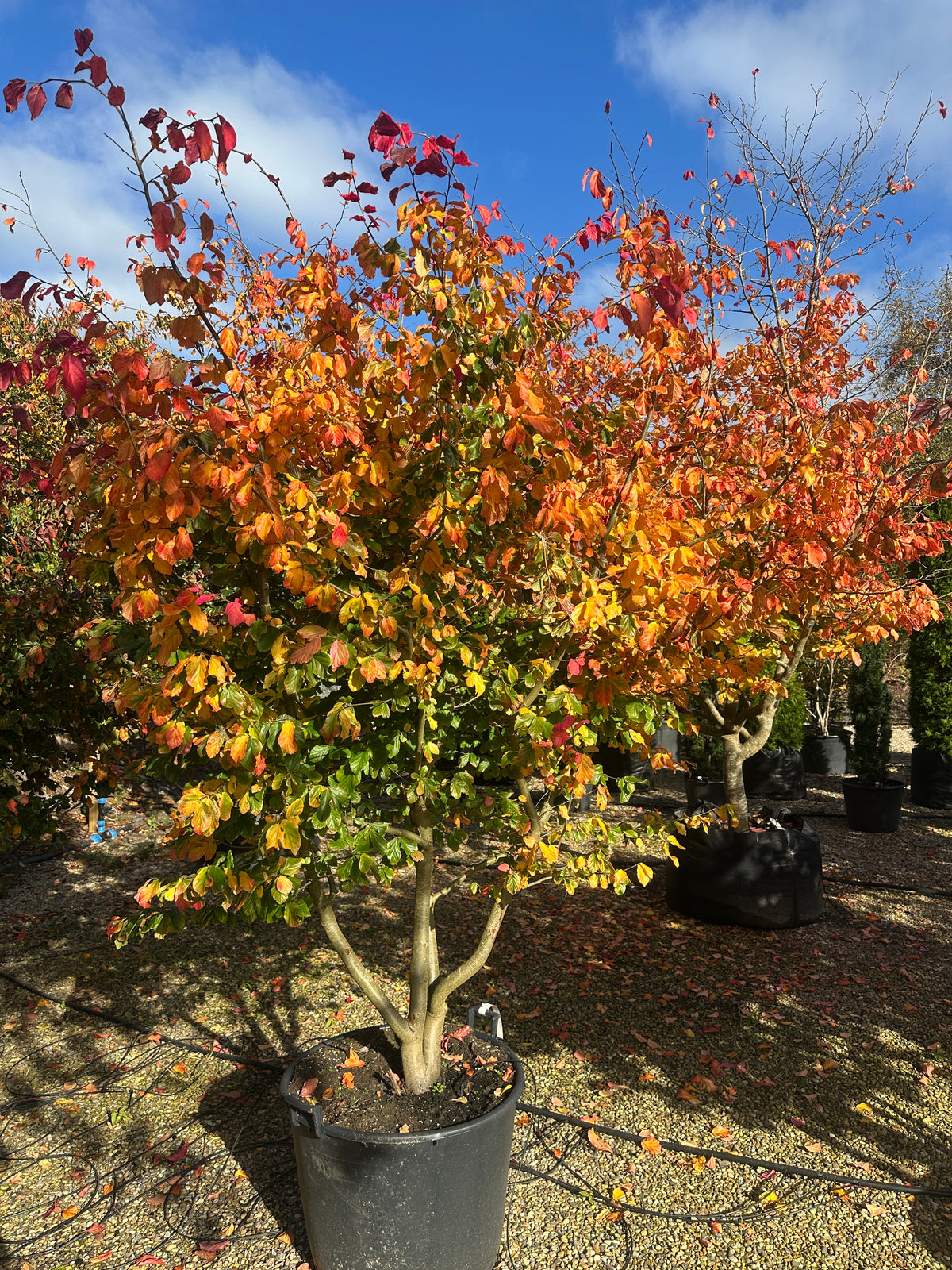 farvestrålende og holdbare rød-orange efterårsnuancer på et flerstammet Parrotia persica.
