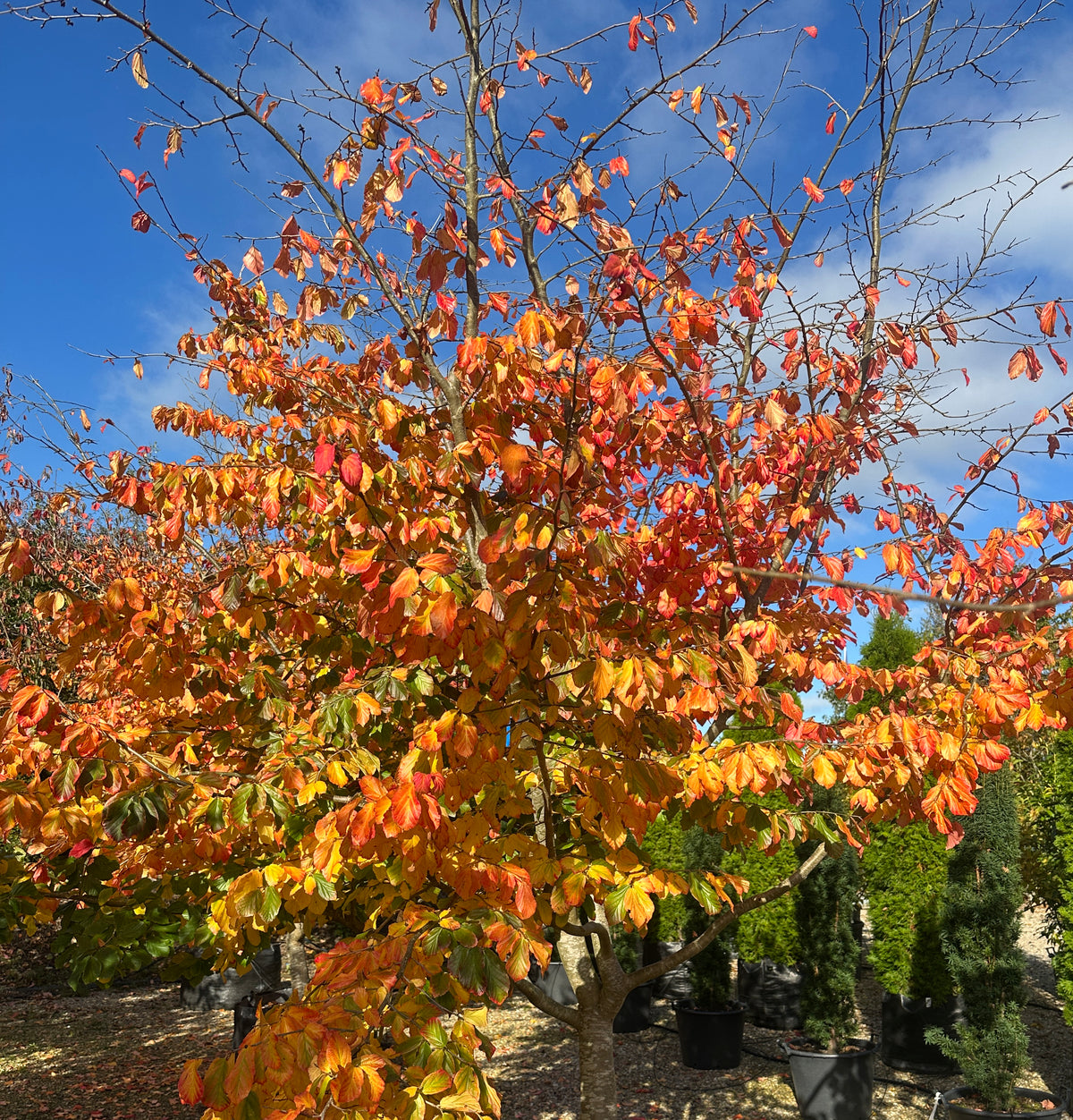 Et skulpturelt papegøjetræ, Parrotia persica, hvor de kunstneriske grene bærer en tæt og overvældende krone af hele træet i orange efterårsfarver.