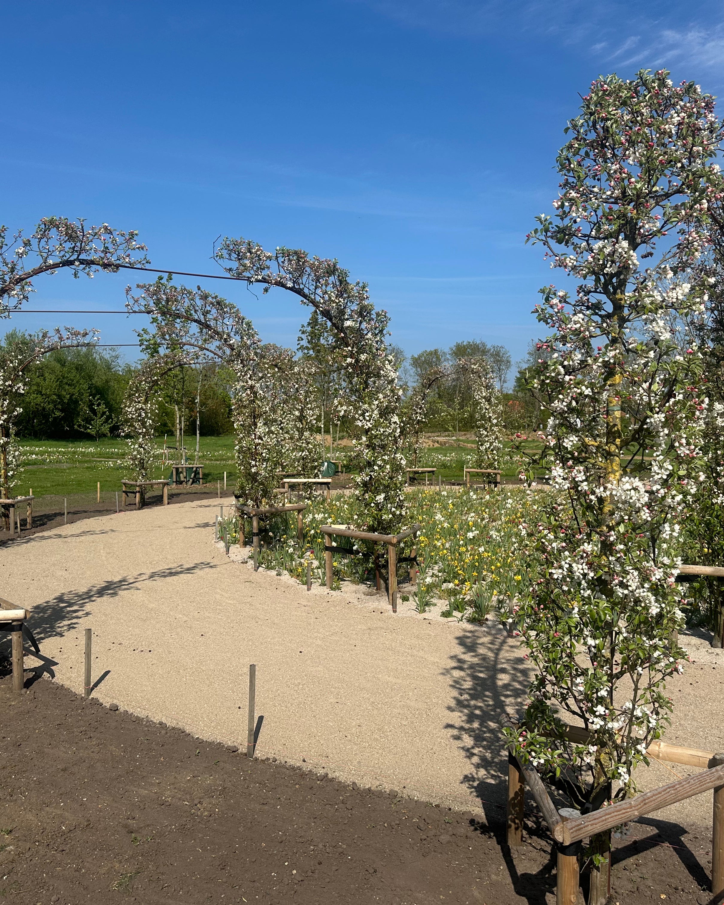 Hvide forårsblomster og rosa knopper, der dækker grenene på et espalieret paradisæbletræ af typen Malus Evereste over en pergolabue.