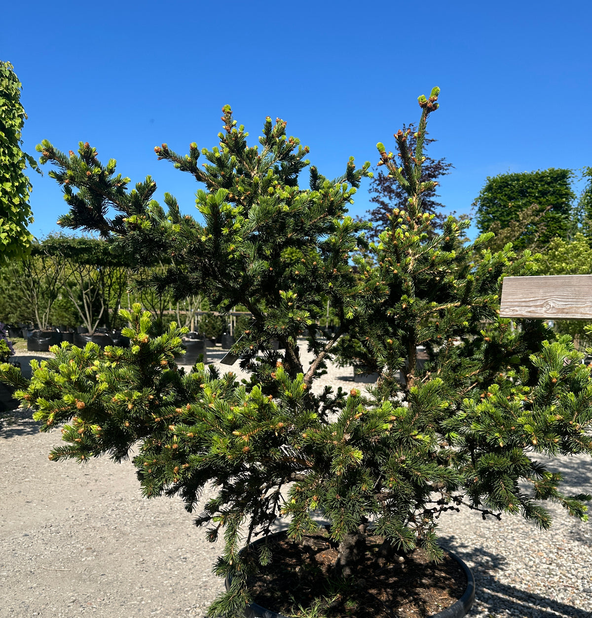 Dværggranen Picea pungens Lucky Strike, som viser de karakteristiske og iøjnefaldende violetrøde kogler, der vokser frem på de tætte, grågrønne grangrene.
