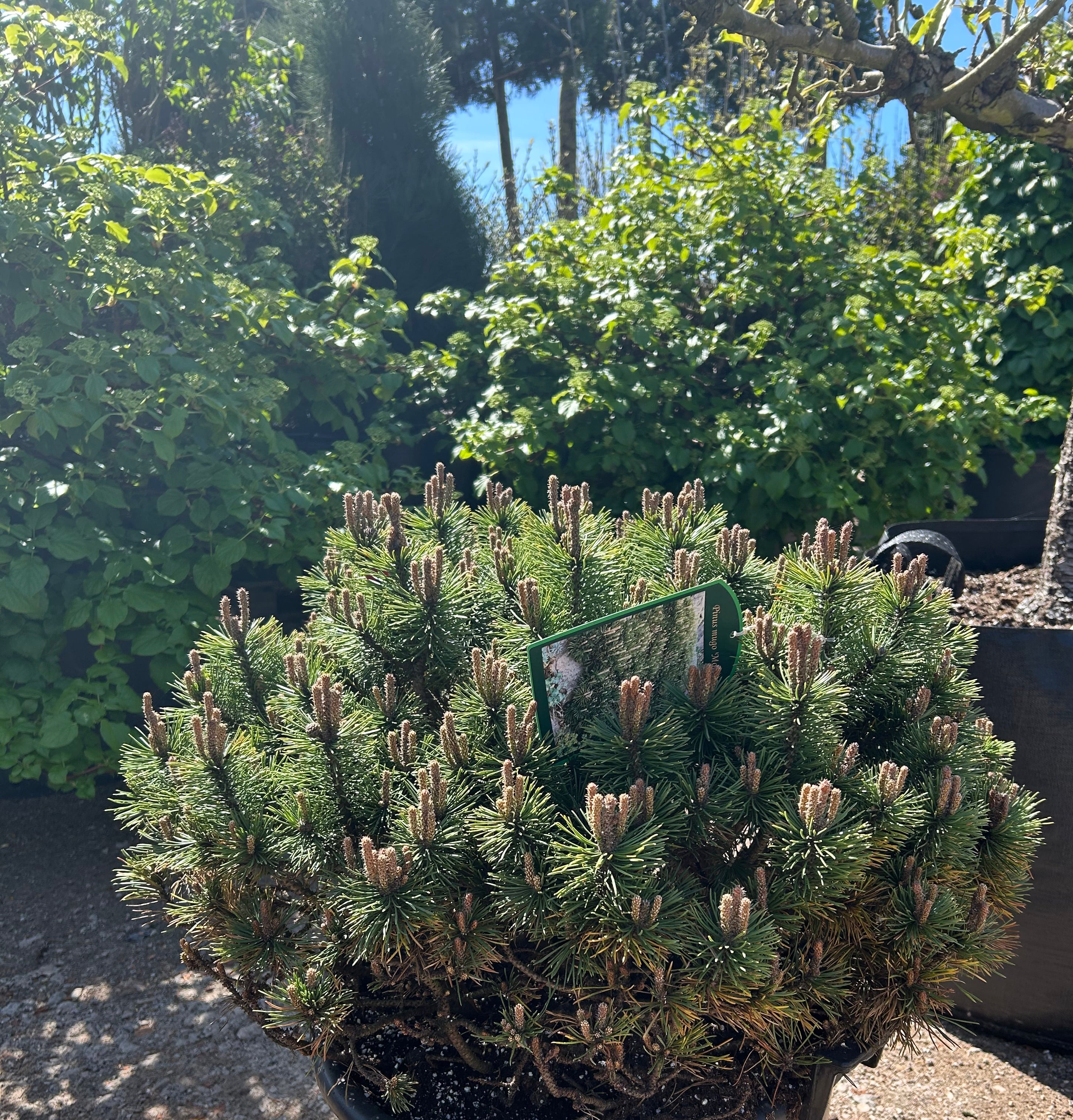 Tæt kompakte flad kugleformet, Dværg Bjergfyr, Pinus mugo Gnom.