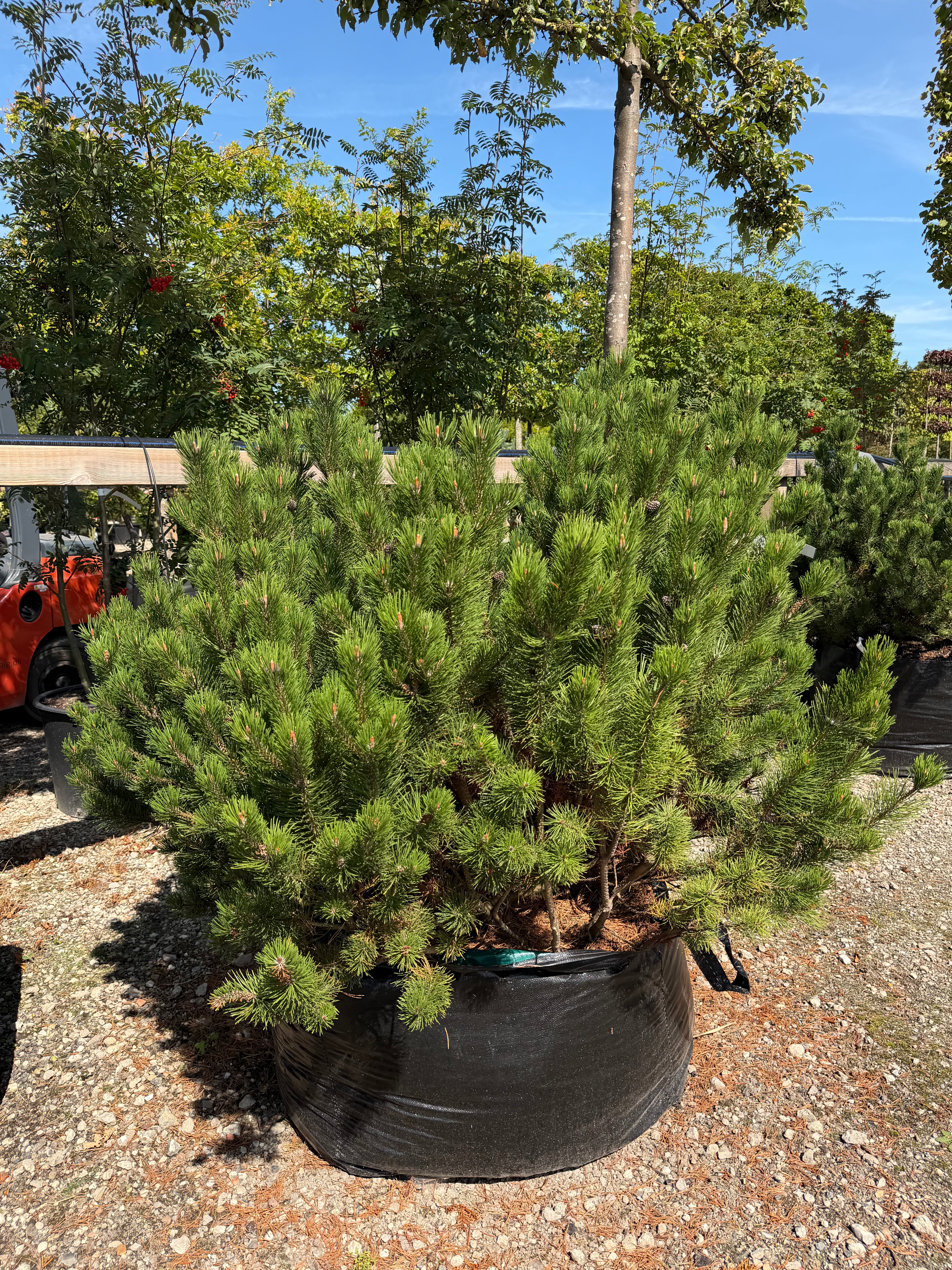 Lav og tæt bjergfyr - Pinus mugo 'Mughus' i buskform med kompakte grene og mørkegrønne, stive fyrrenåle.