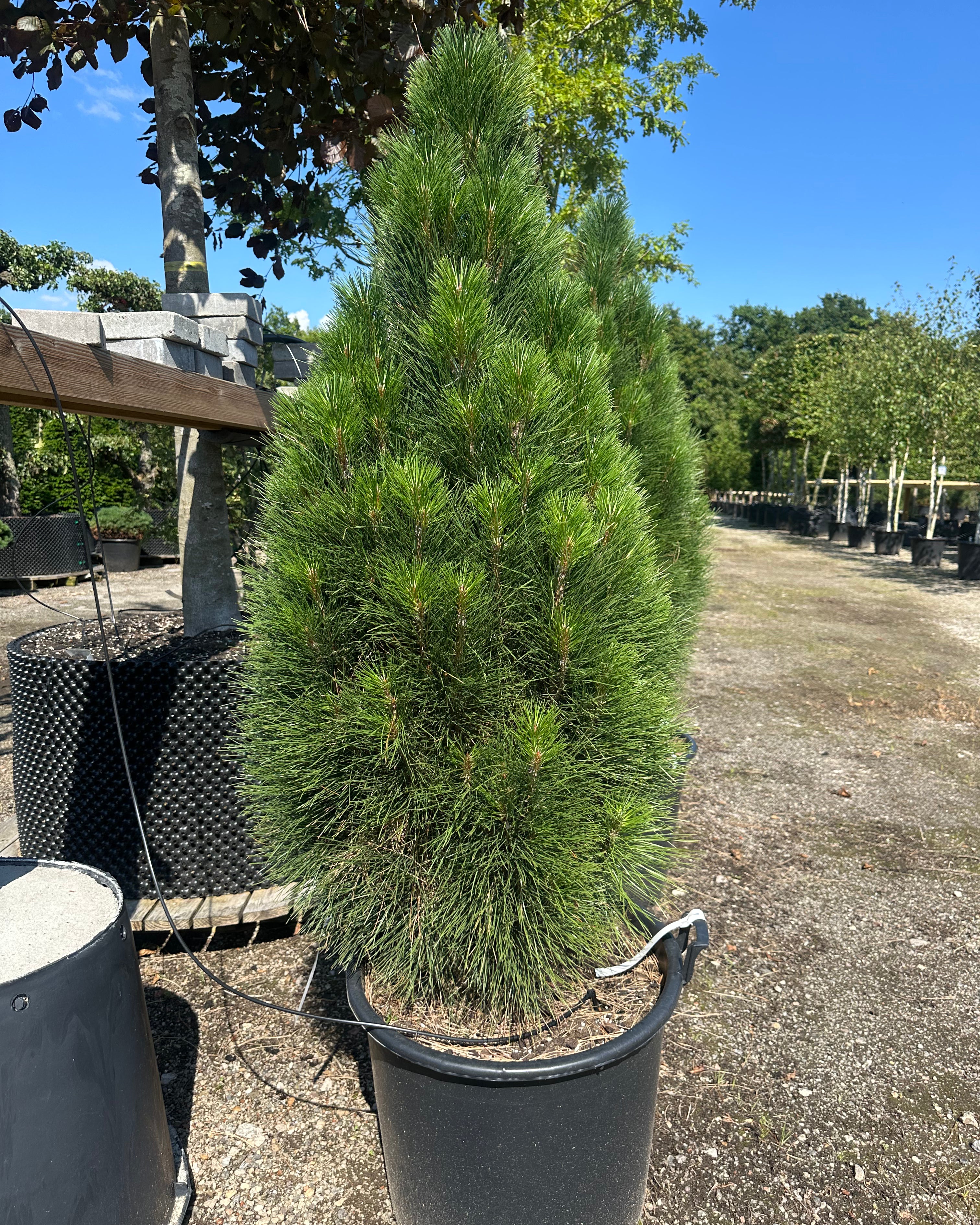 Søjleformet Pinus nigra Green tower, Østrigsk fyr, med flotte grønne nåle og sin slanke væskt.