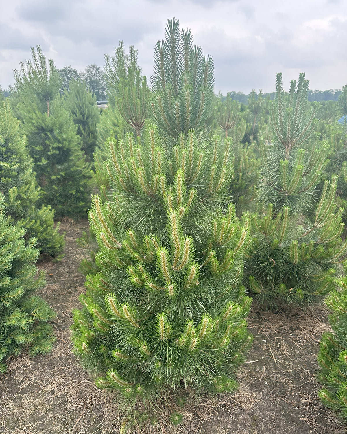 Østrigsk fyr - Pinus nigra nigra i buskform – hårdført, stedsegrønt nåletræ.