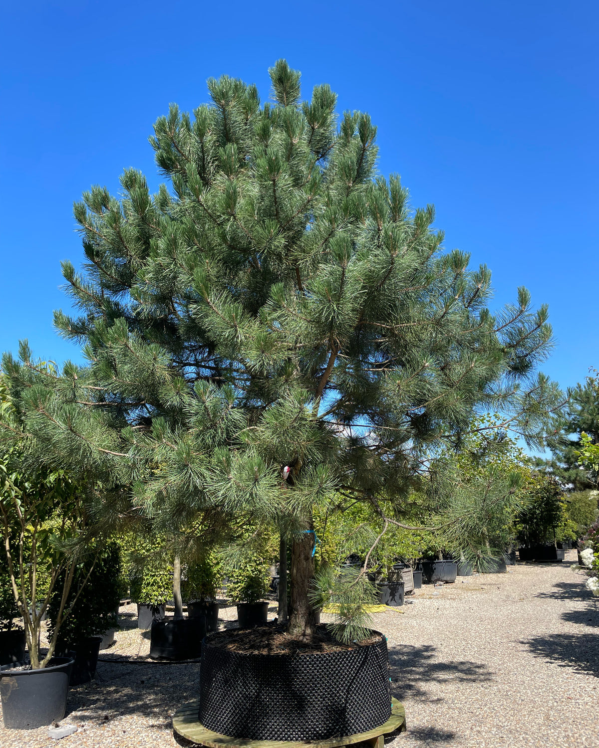 En opstammet Pinus nigra nigra østrigsk fyr, som viser sin enlige hovedstamme og den fyldig og skulpturele krone af lange mørkegrønne nåle.
