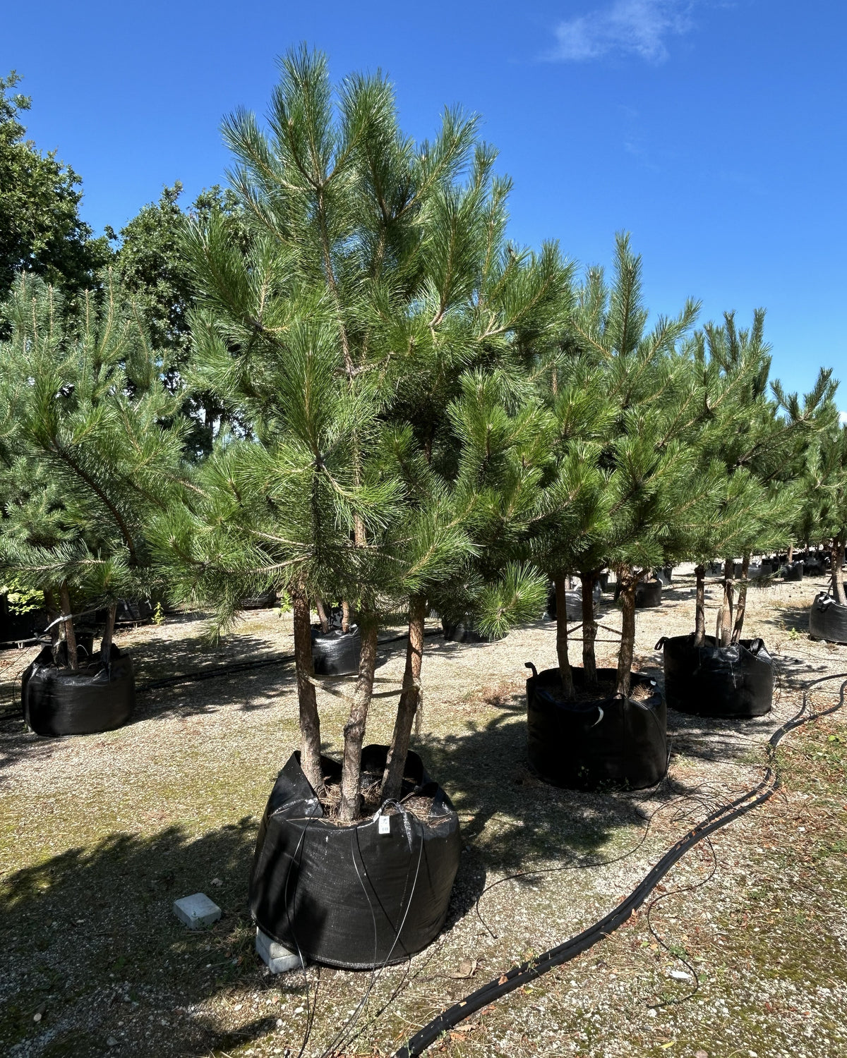 Multistammet østrigsk fyr - Pinus nigra nigra med flere mørkegrå stammer fra bunden og en tæt, bred krone af mørkegrønne nåle.