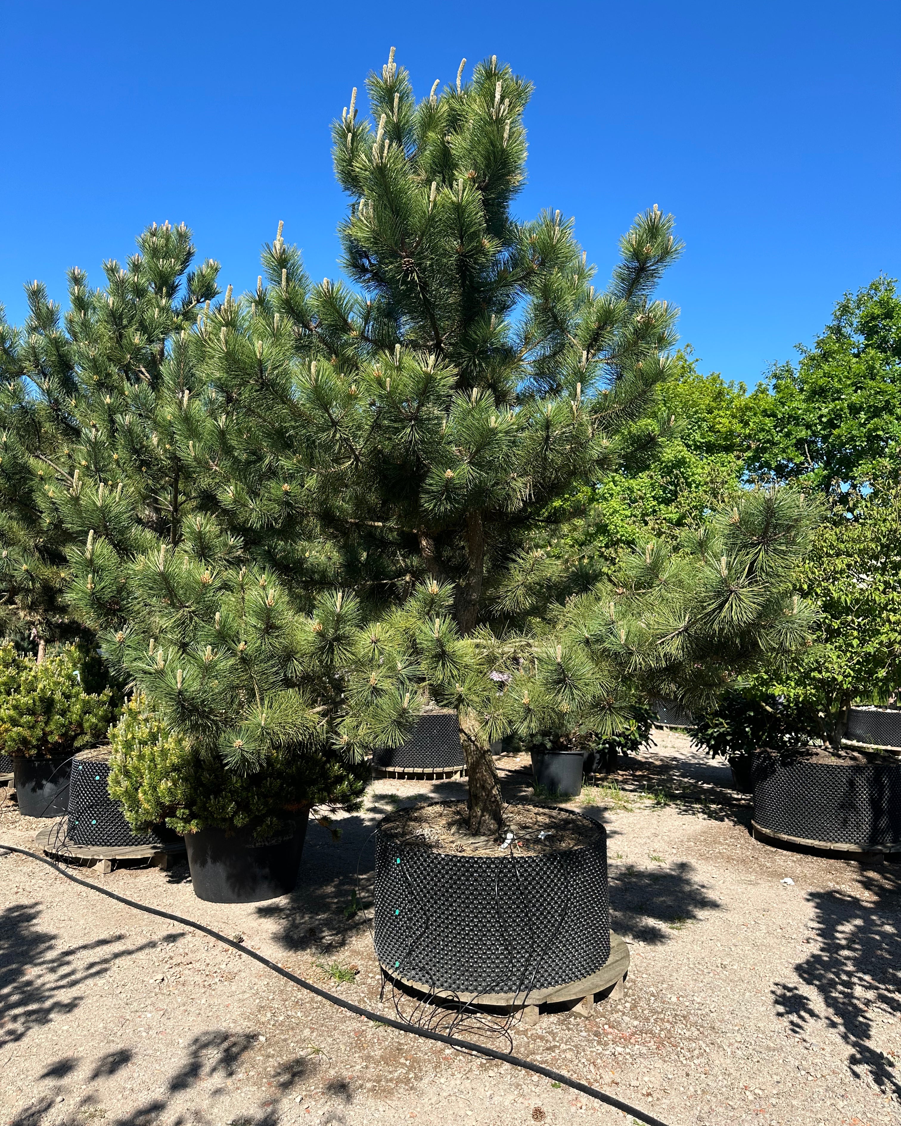 Opstammet Pinus nigra nigra østrigsk fyr i fuld vækst med store gulbrune kogler hængende dekorativt i den tætte mørkegrønne nålekrone.