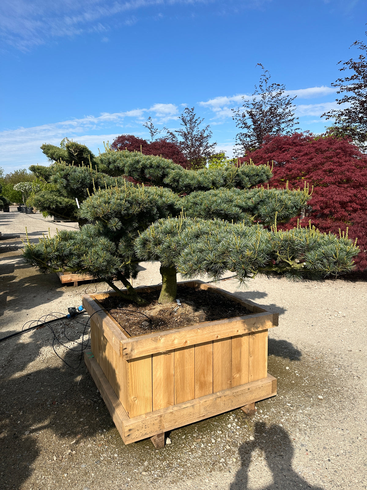 Eksklusiv penselfyr formet som havebonsai med en skulpturel og kroget stamme samt fritlagte grene med tætte sølvblå nåleskyer.