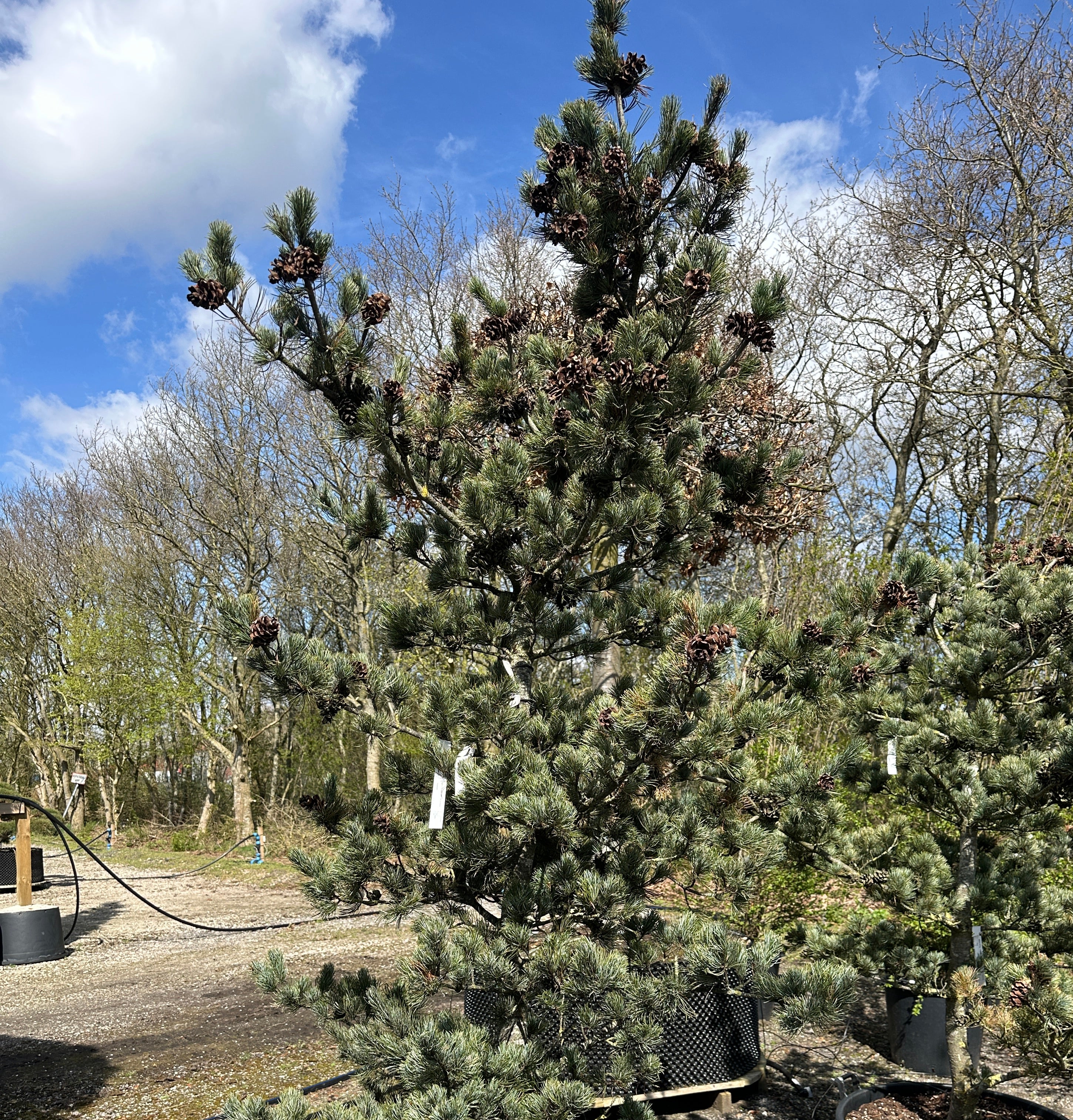 Skulpturel penselfyr, Pinus parviflora 'Glauca', med en unikt asymmetrisk grenstruktur og tætte, sølvblå nåle.