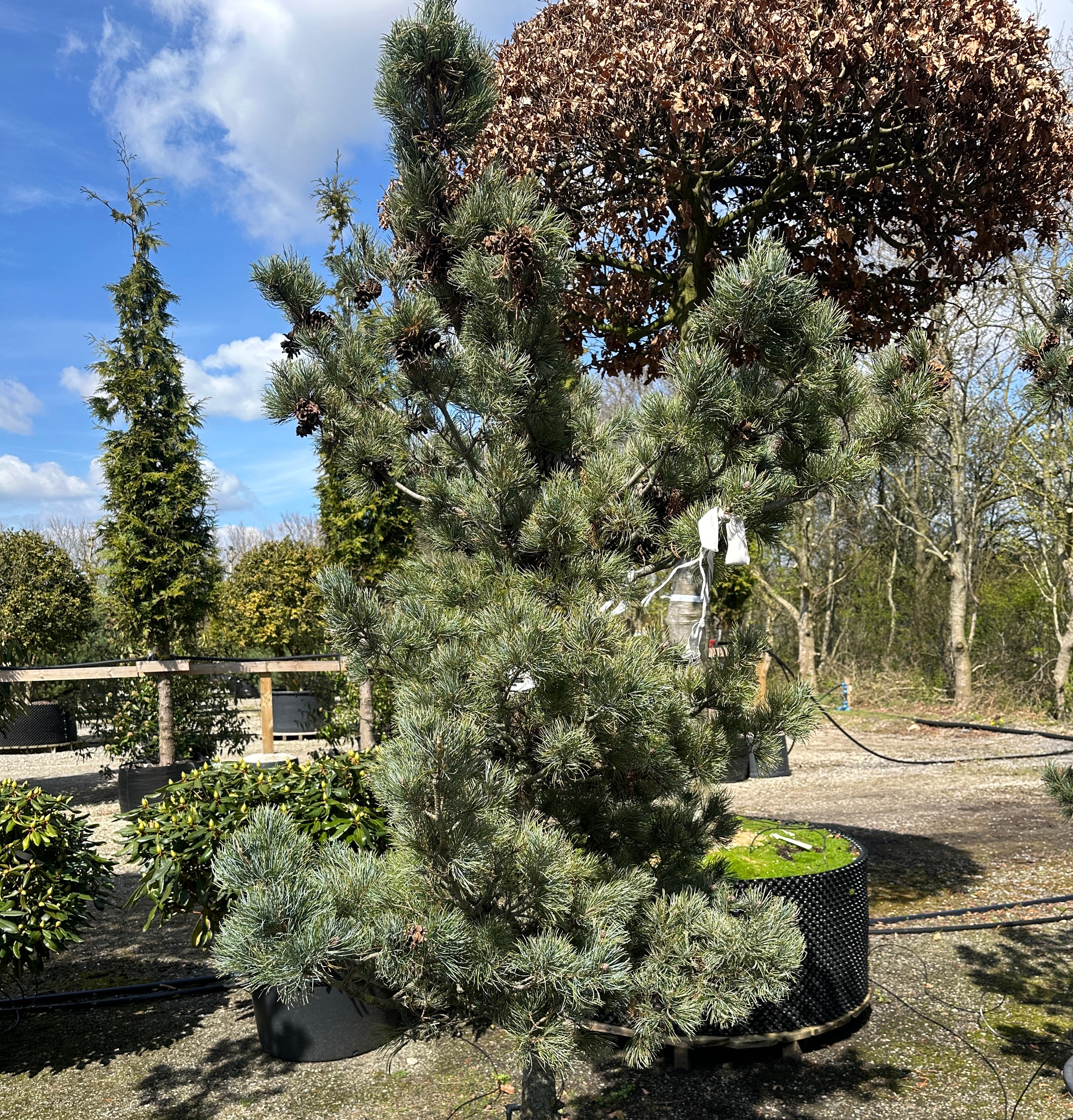Skulpturel penselfyr, Pinus parviflora 'Glauca', med en unikt asymmetrisk grenstruktur og tætte, sølvblå nåle.