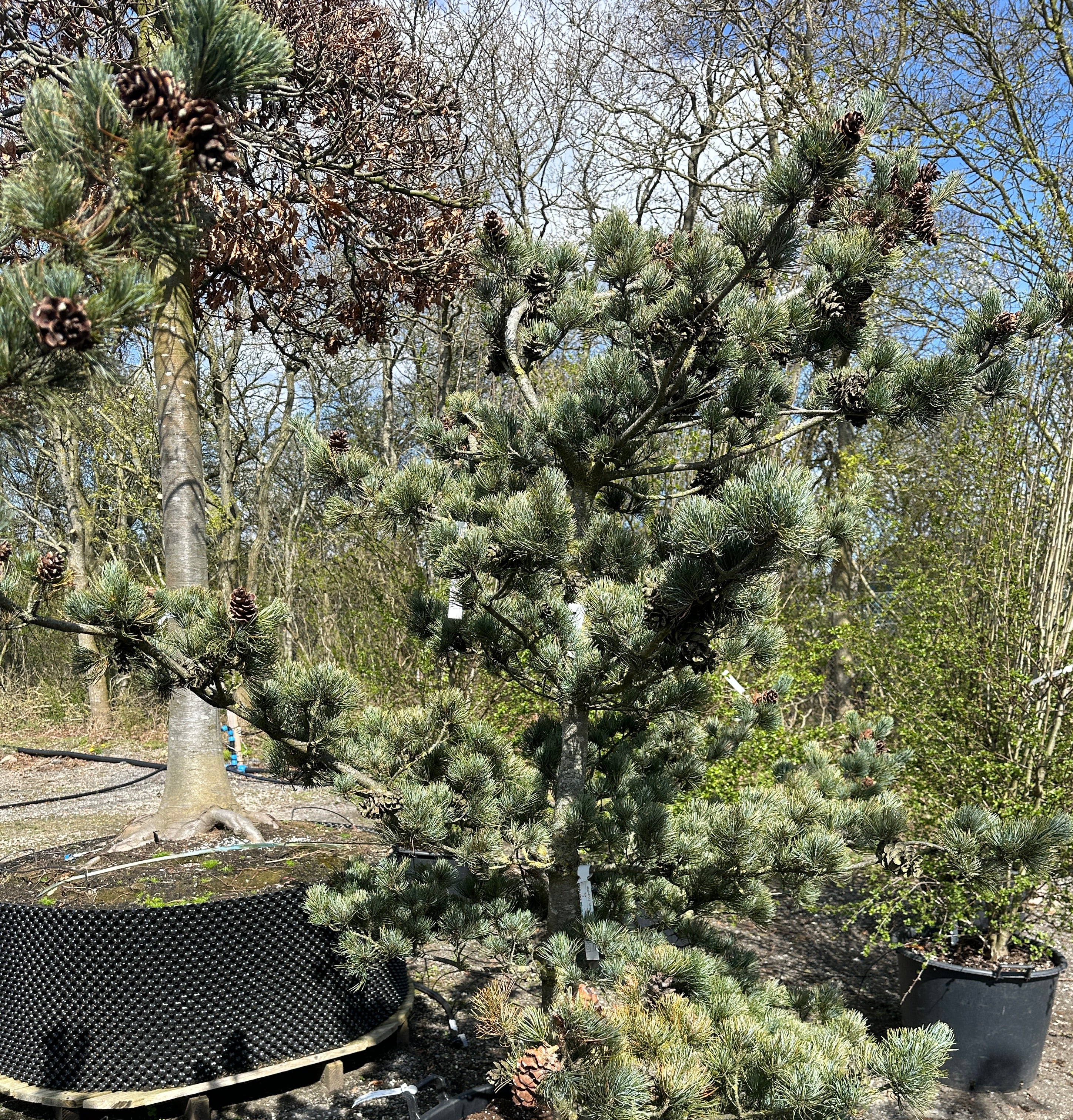 Skulpturel penselfyr, Pinus parviflora 'Glauca', med en unikt asymmetrisk grenstruktur og tætte, sølvblå nåle.