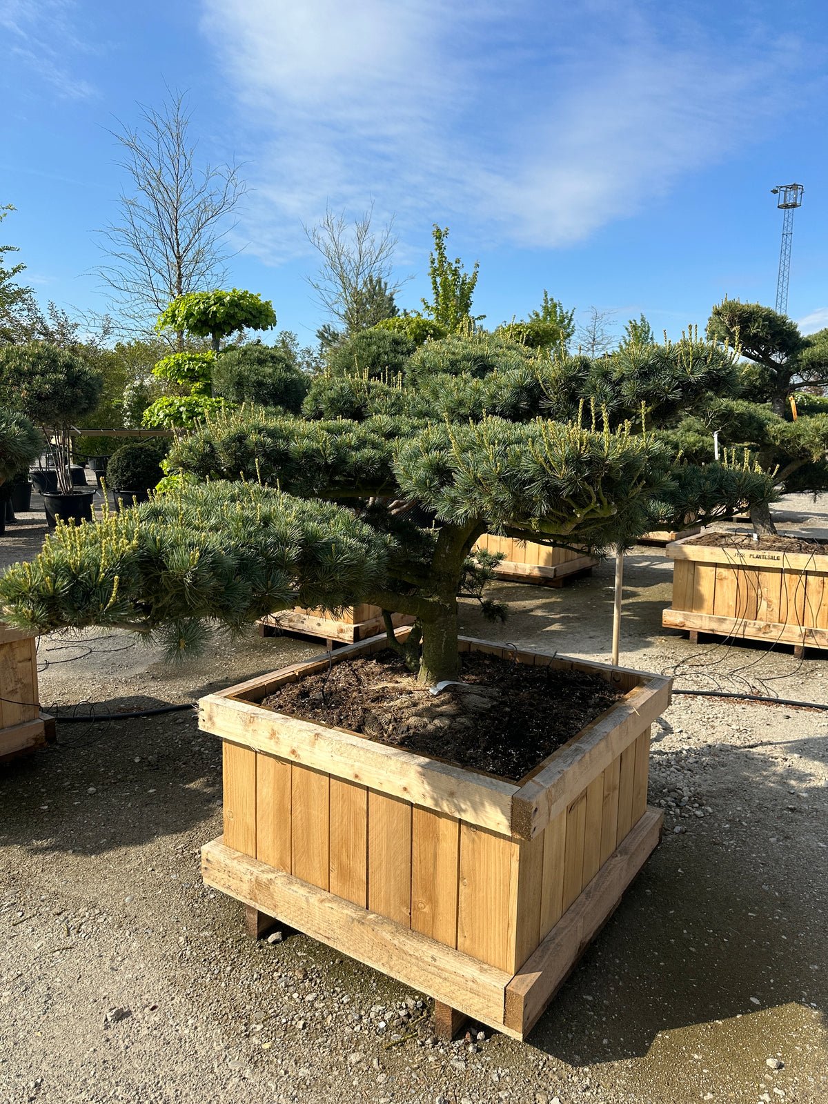 Skulpturelt japansk havebonsai træ formet af penselfyr med en kroget og ru grå stamme under etageopbyggede sølvblå nåleskyer.