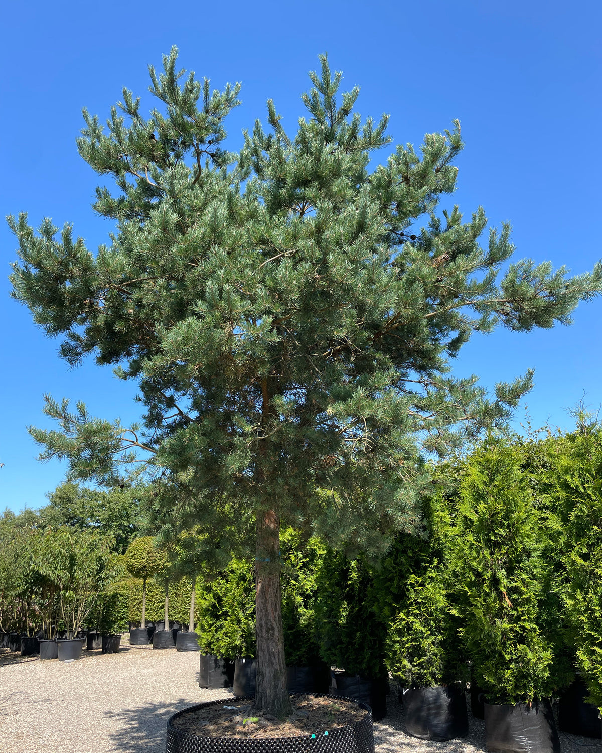 En multistammet Pinus sylvestris skovfyr som viser sine mange rå stammer og en åben, skulpturel krone af blågrønne nåle.