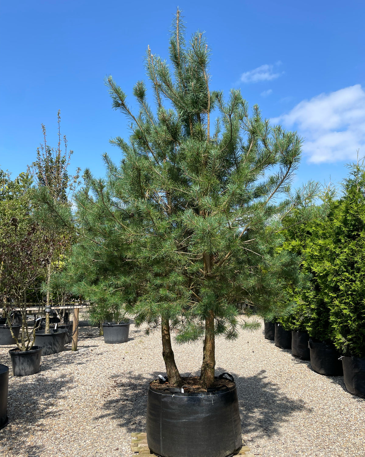 En multistammet Pinus sylvestris skovfyr som viser sine mange rå stammer og en åben, skulpturel krone af blågrønne nåle.