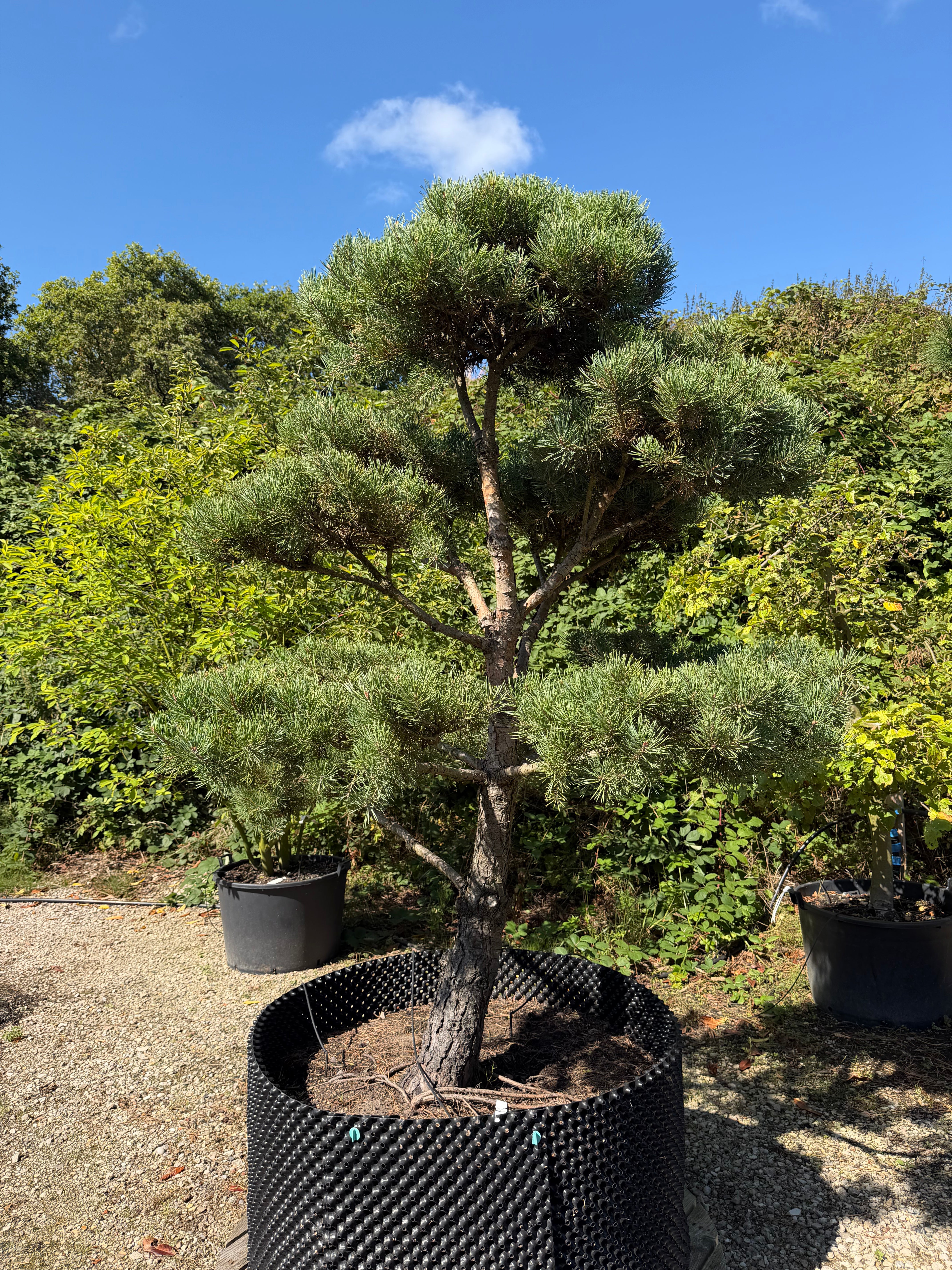 Formklippet Pinus sylvestris skovfyr som udendørs bonsai med kroget stamme og tætte, skyformede nålepuder.
