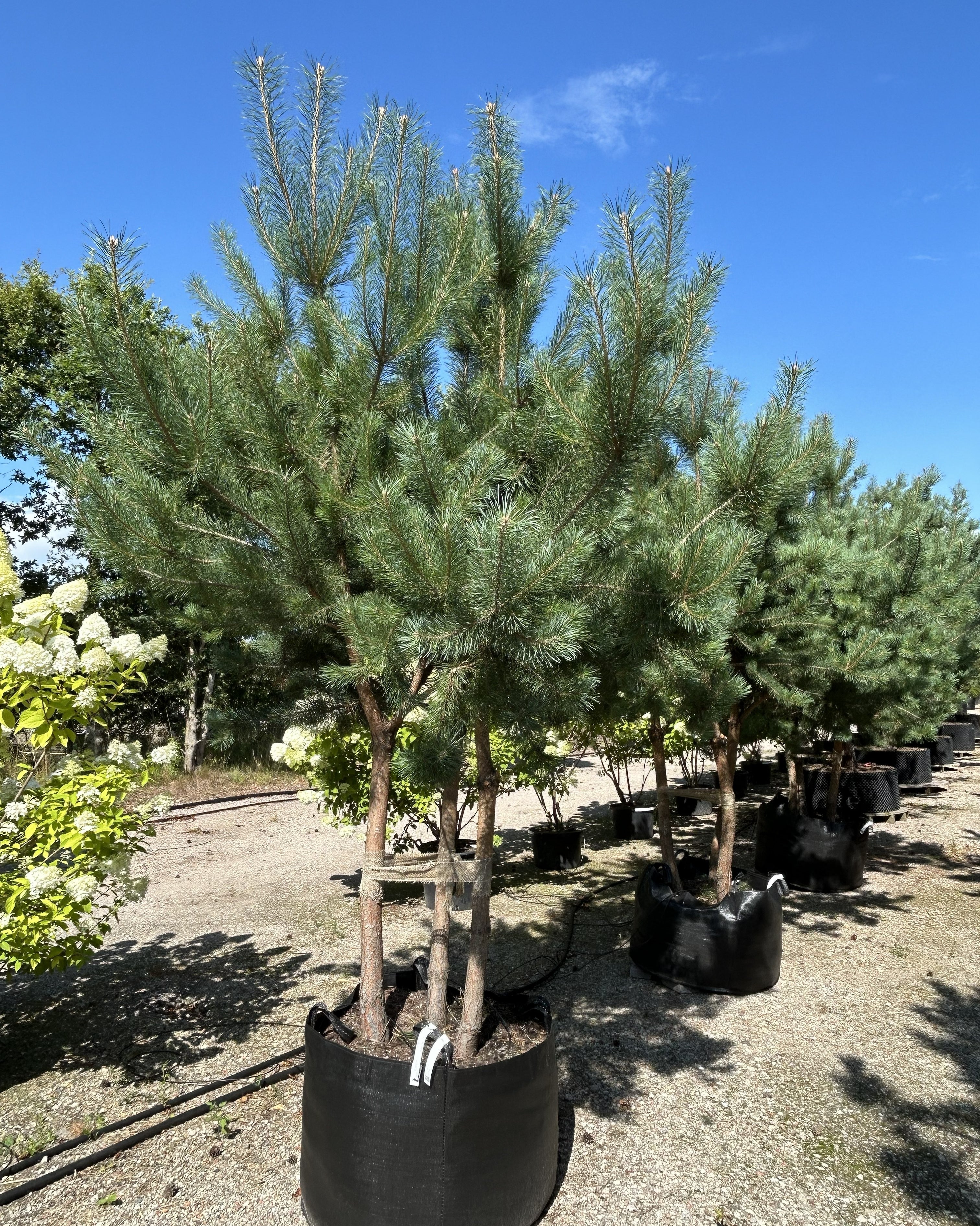 Et skulpturelt, multistammet skovfyrretræ - Pinus sylvestris med flere stammer fra bunden, en åben, let krone og karakteristisk orange-rød bark på de øverste grene.