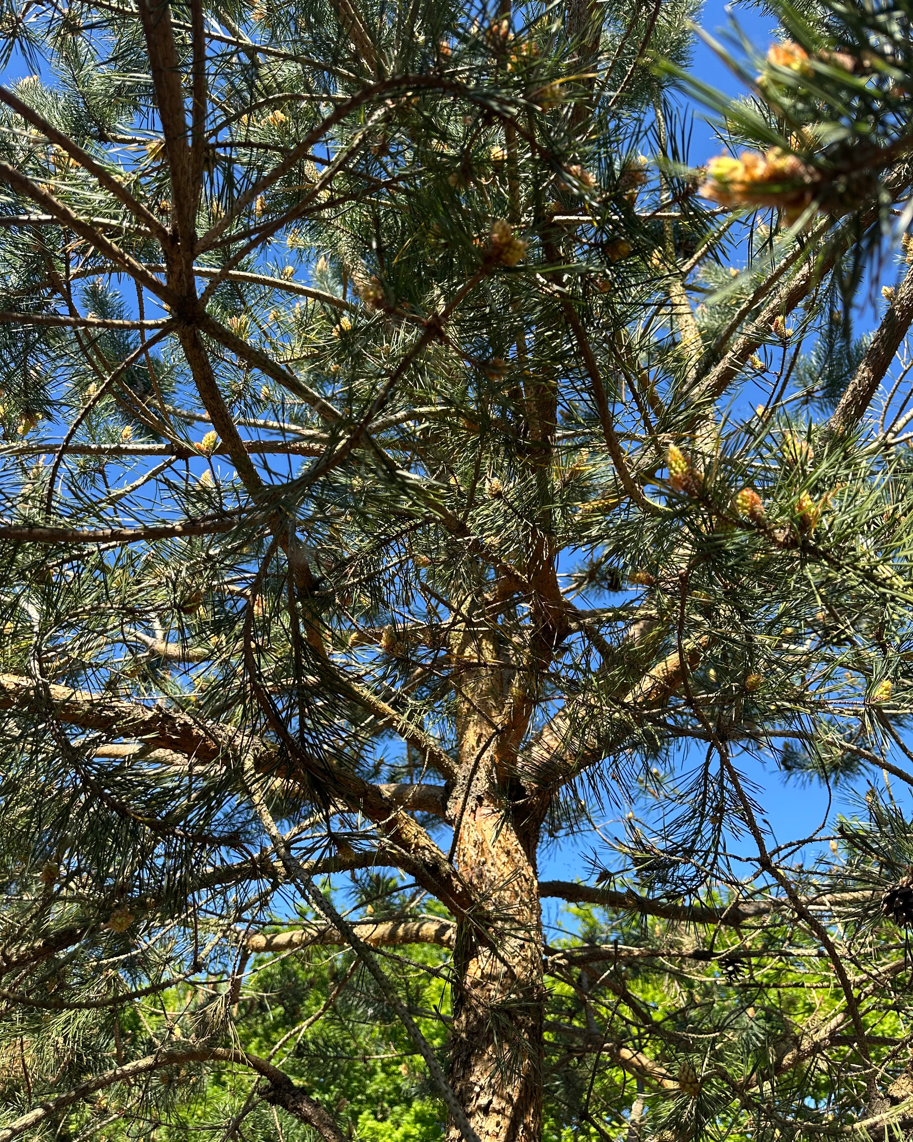 Pinus sylvestris skovfyr set nedefra i frøperspektiv, hvor de grønne grene og små nye kogler strækker sig op mod himlen.
