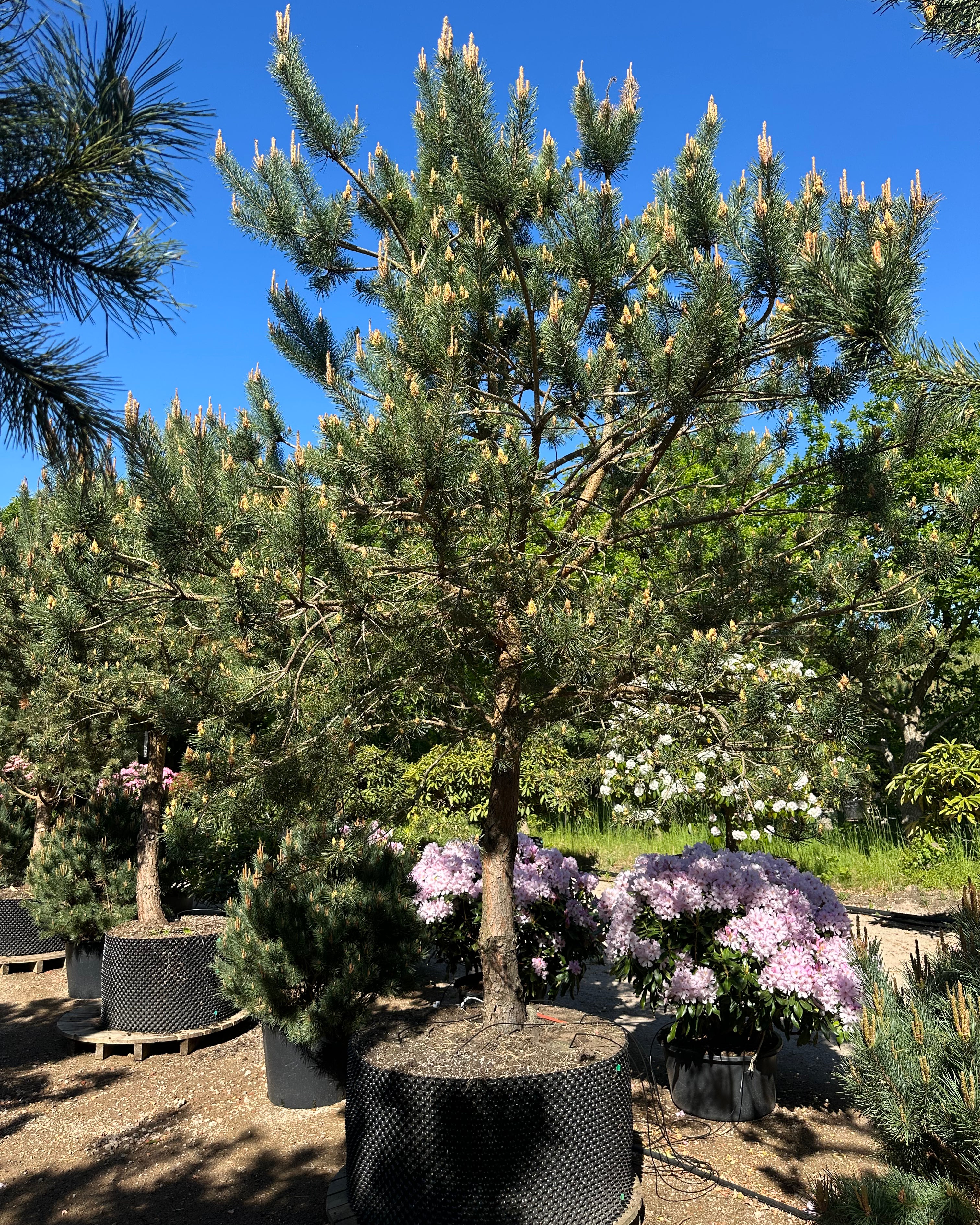 Multistammet Pinus sylvestris skovfyr med små nydannede kogler i den grønne nålekrone.