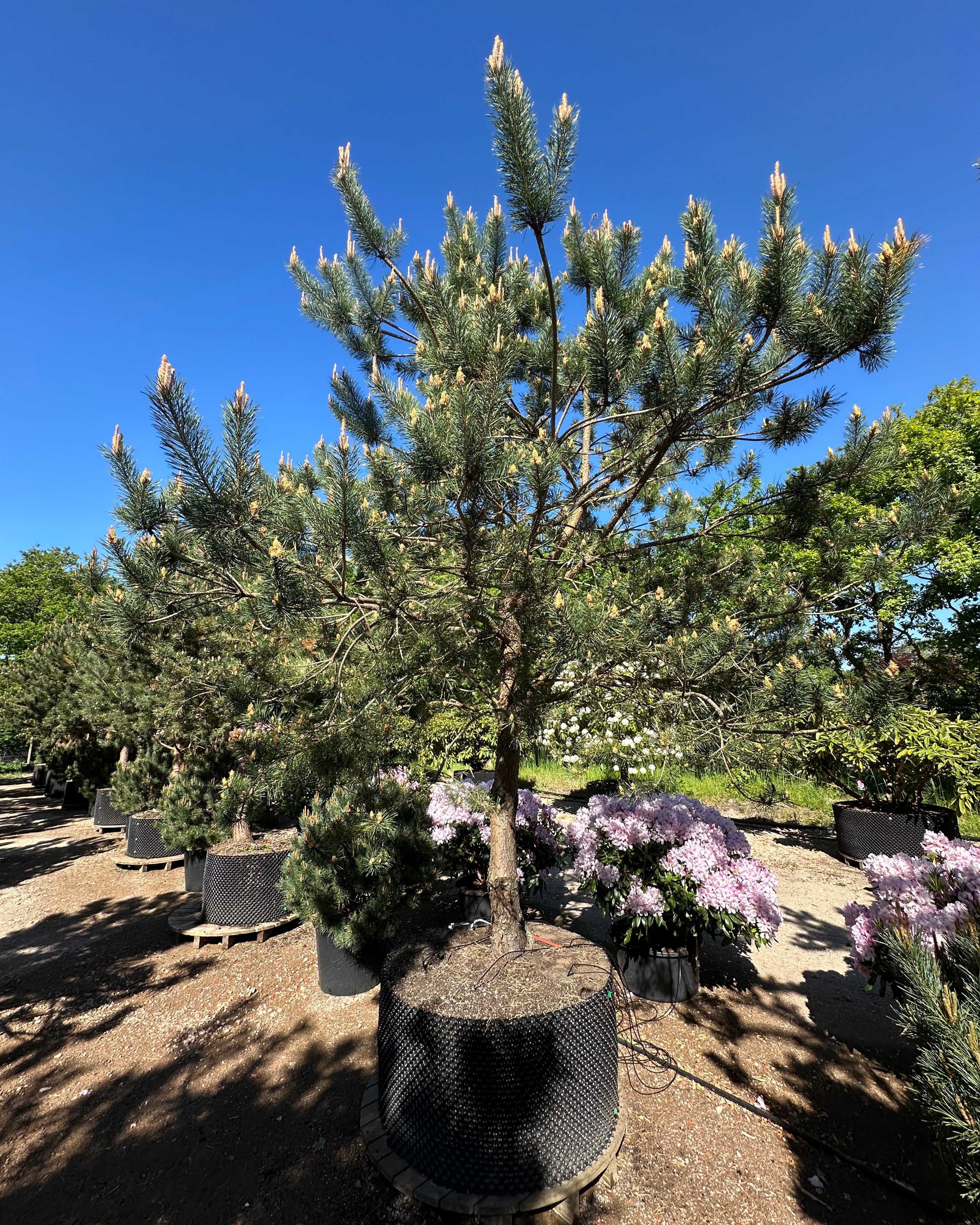 Multistammet Pinus sylvestris skovfyr med små nydannede kogler i den grønne nålekrone.
