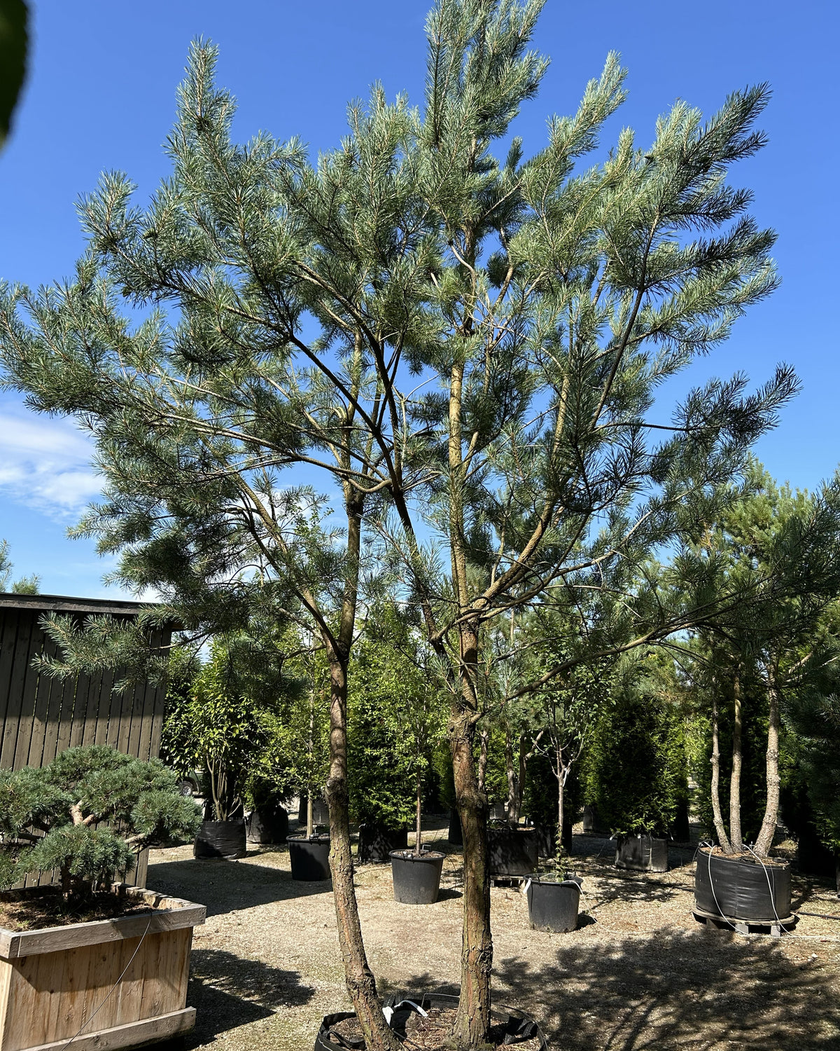 En multistammet Pinus sylvestris skovfyr som viser sine rå stammer og en åben, skulpturel krone af blågrønne nåle.