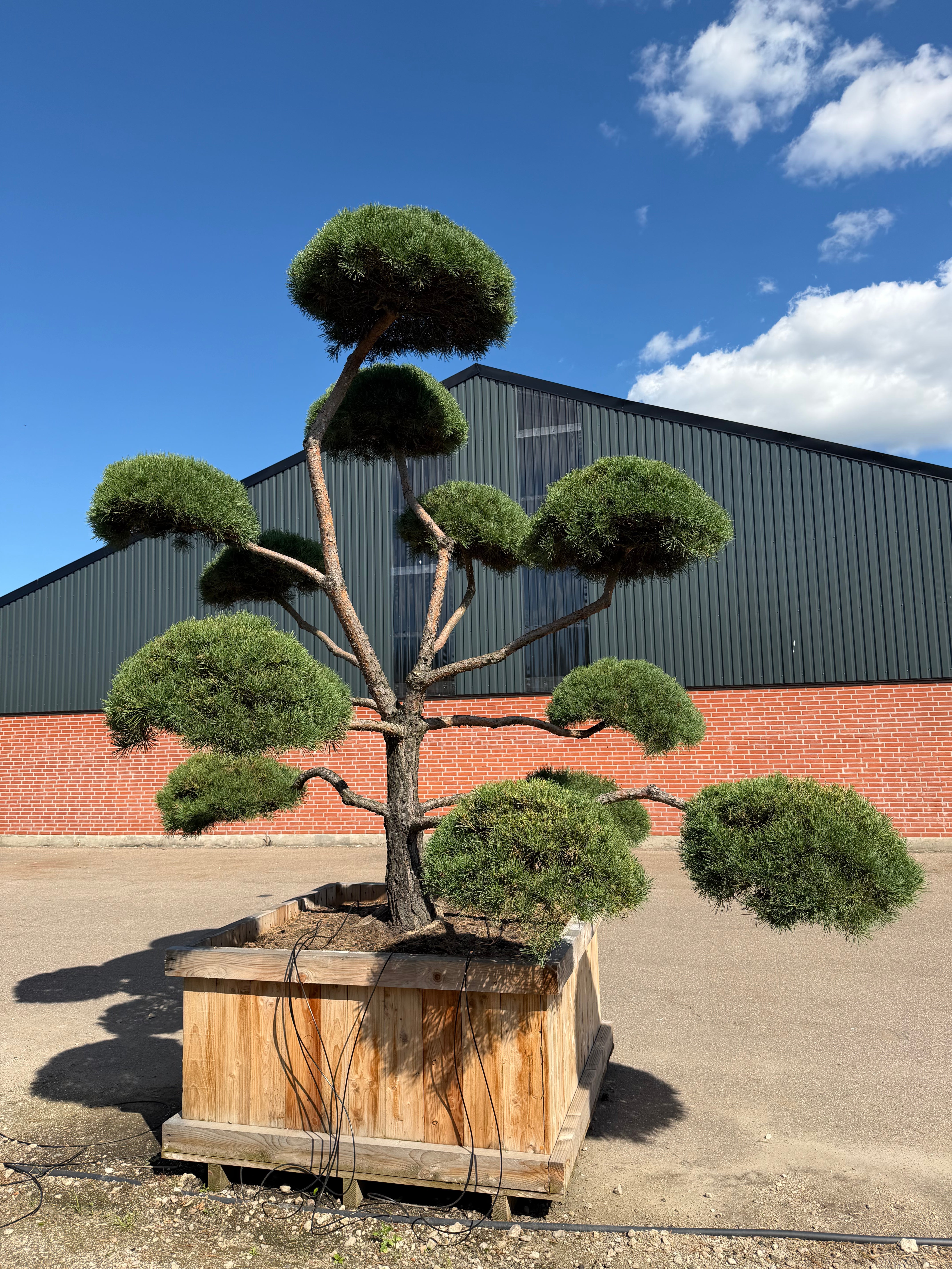 Formklippet Pinus sylvestris Norske havebonsai med skulpturel stamme og tætte, skyformede nålepuder i etager.