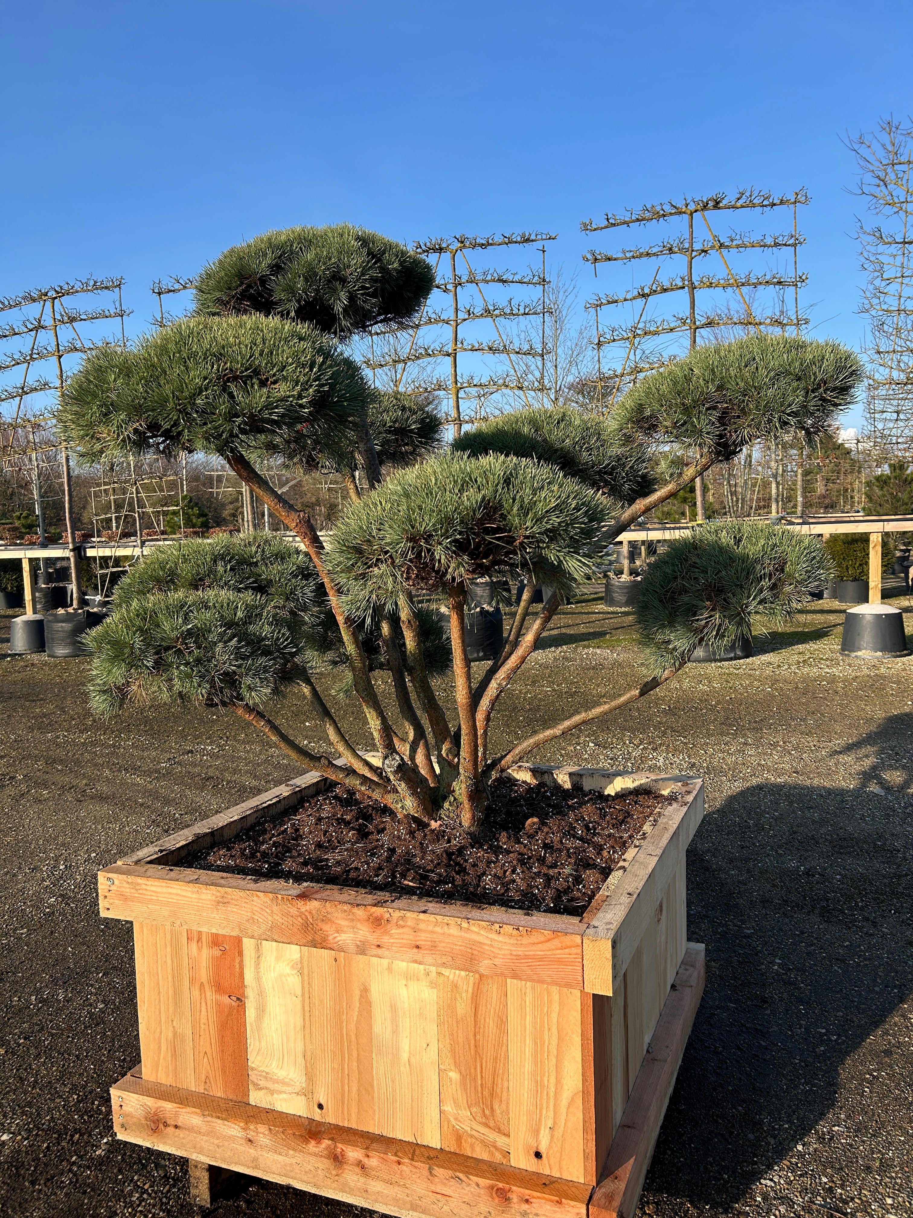 Skulpturel bonsai med mange foregreninger og smukke bark, her på billedet er en Dværg skovfyr, Pinus sylvestris Watereri