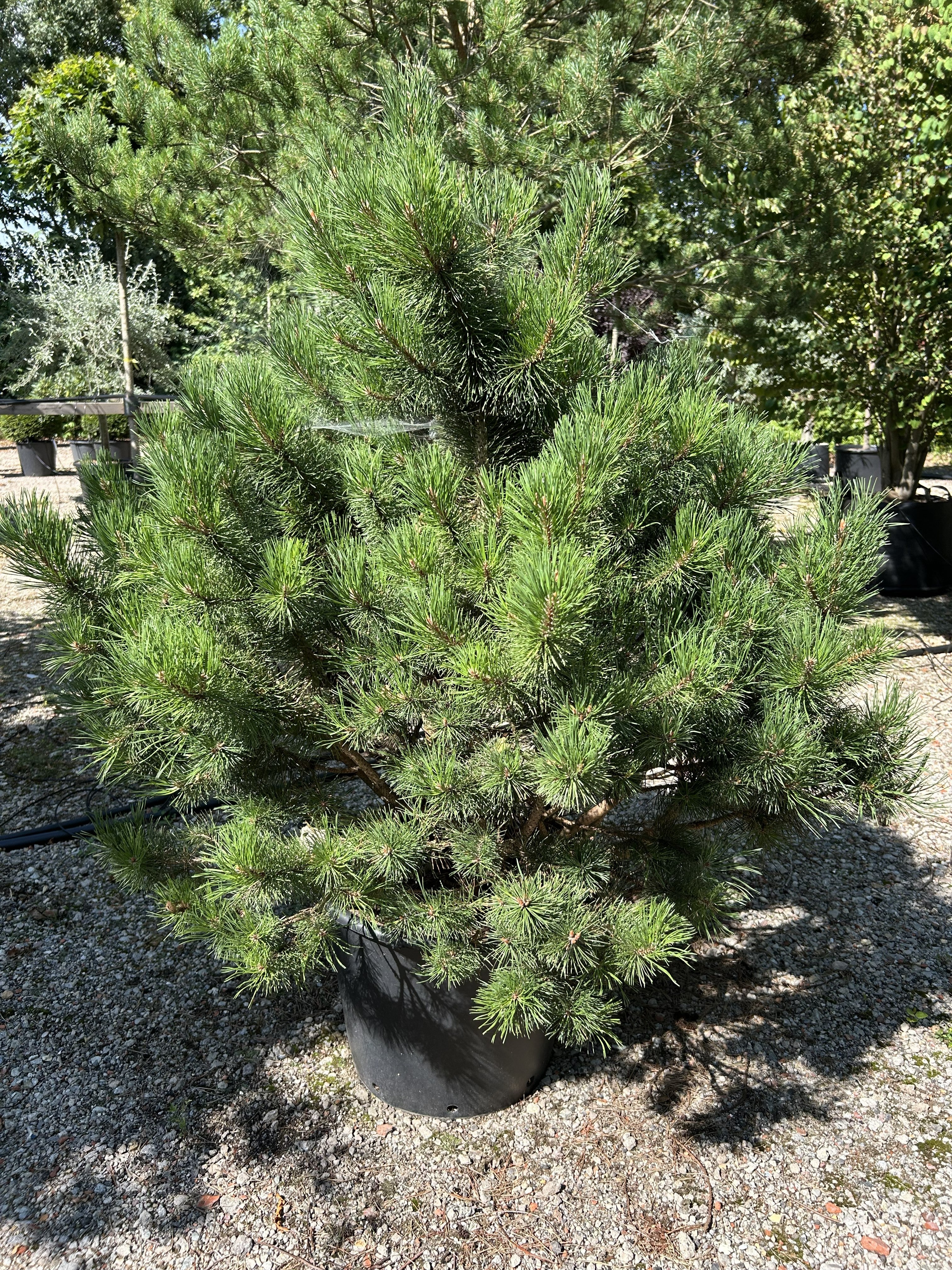 Tæt og robust fransk bjergfyr - Pinus uncinata med en kompakt, busket vækstform.